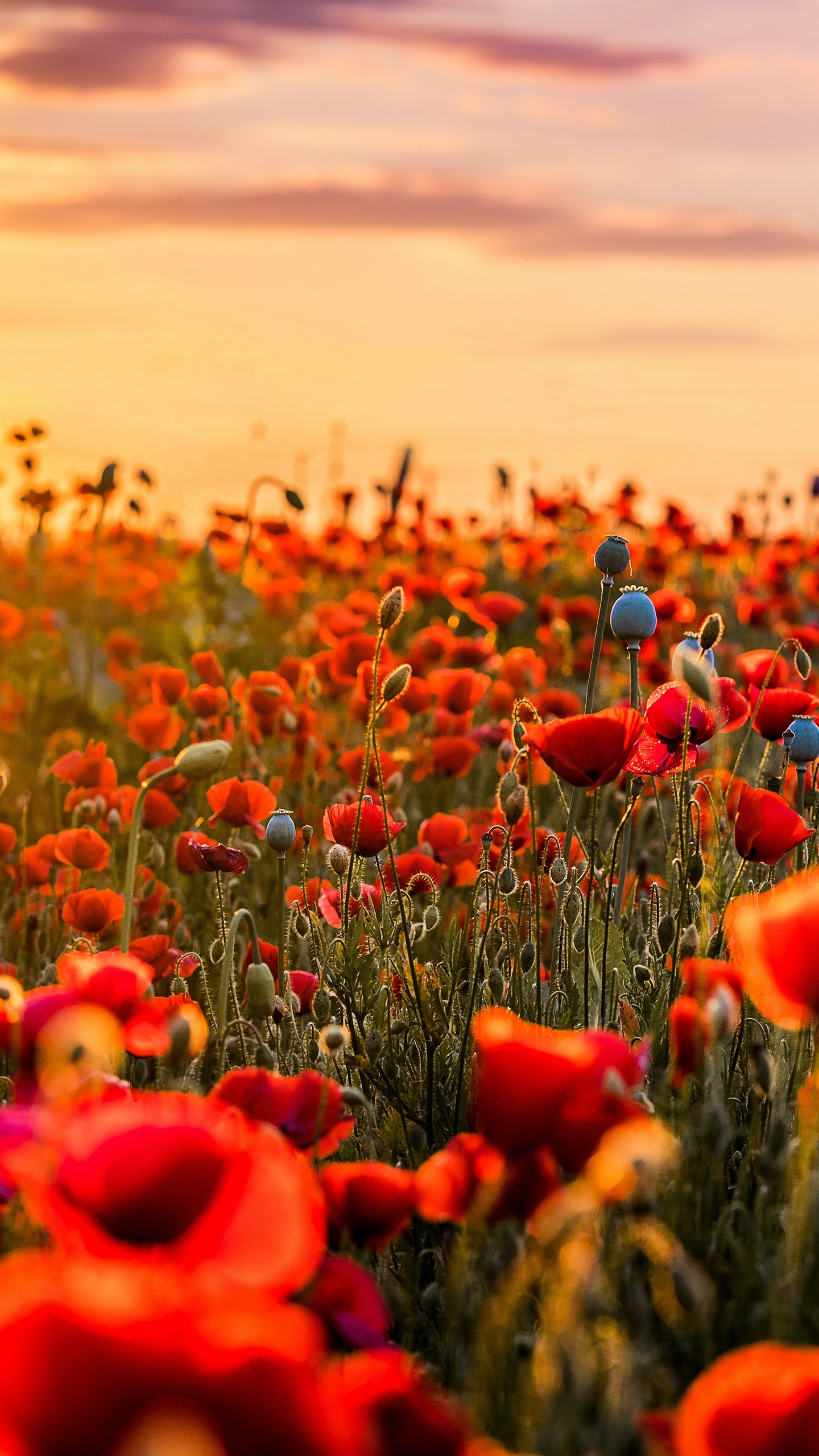 Handy-Wallpaper Natur, Blumen, Mohn, Sommer, Blume, Sonnenuntergang, Rote Blume, Erde/natur kostenlos herunterladen.