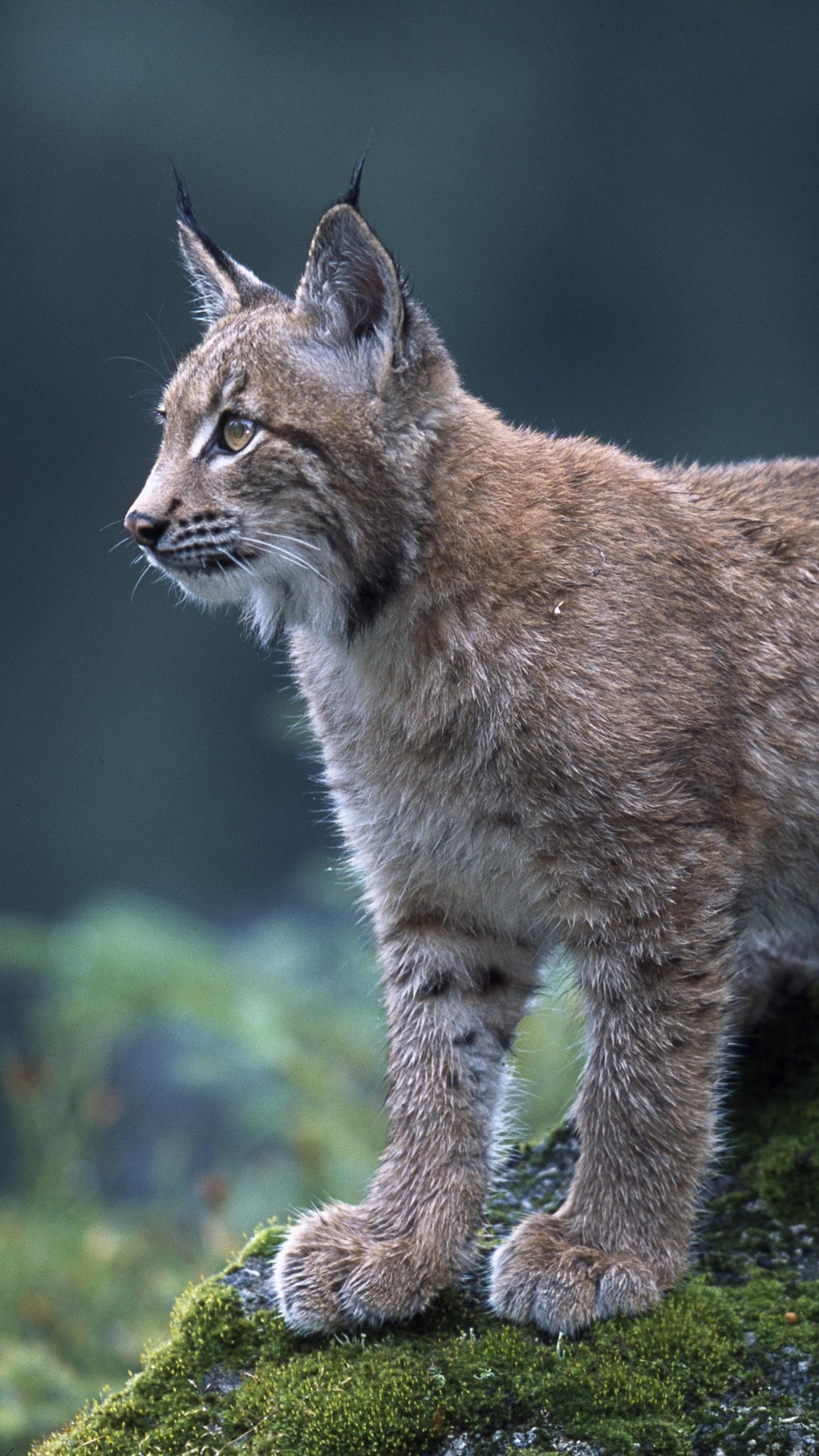 Handy-Wallpaper Luchs, Katzen, Tiere kostenlos herunterladen.