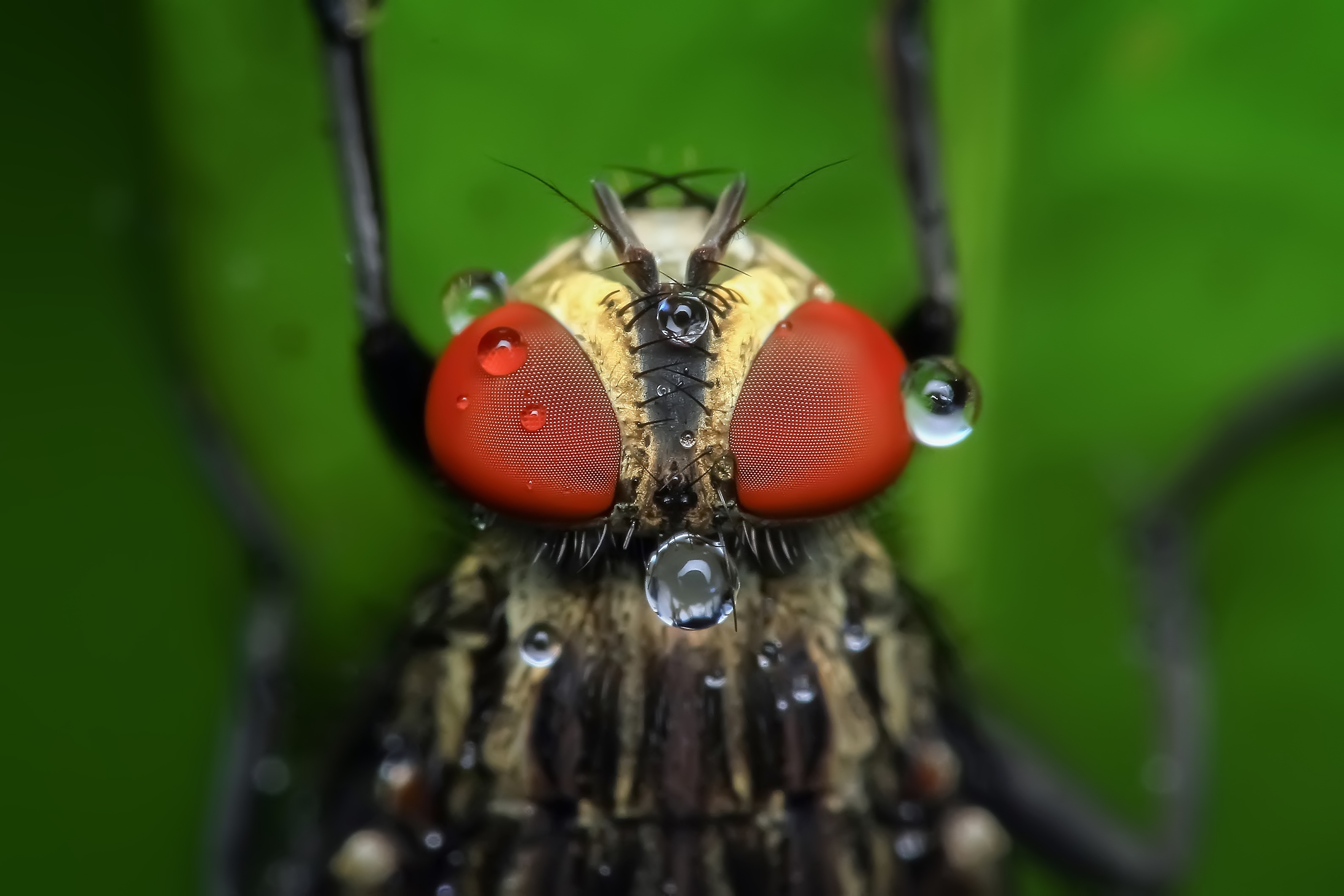 Free download wallpaper Insect, Drops, Macro, Eyes on your PC desktop