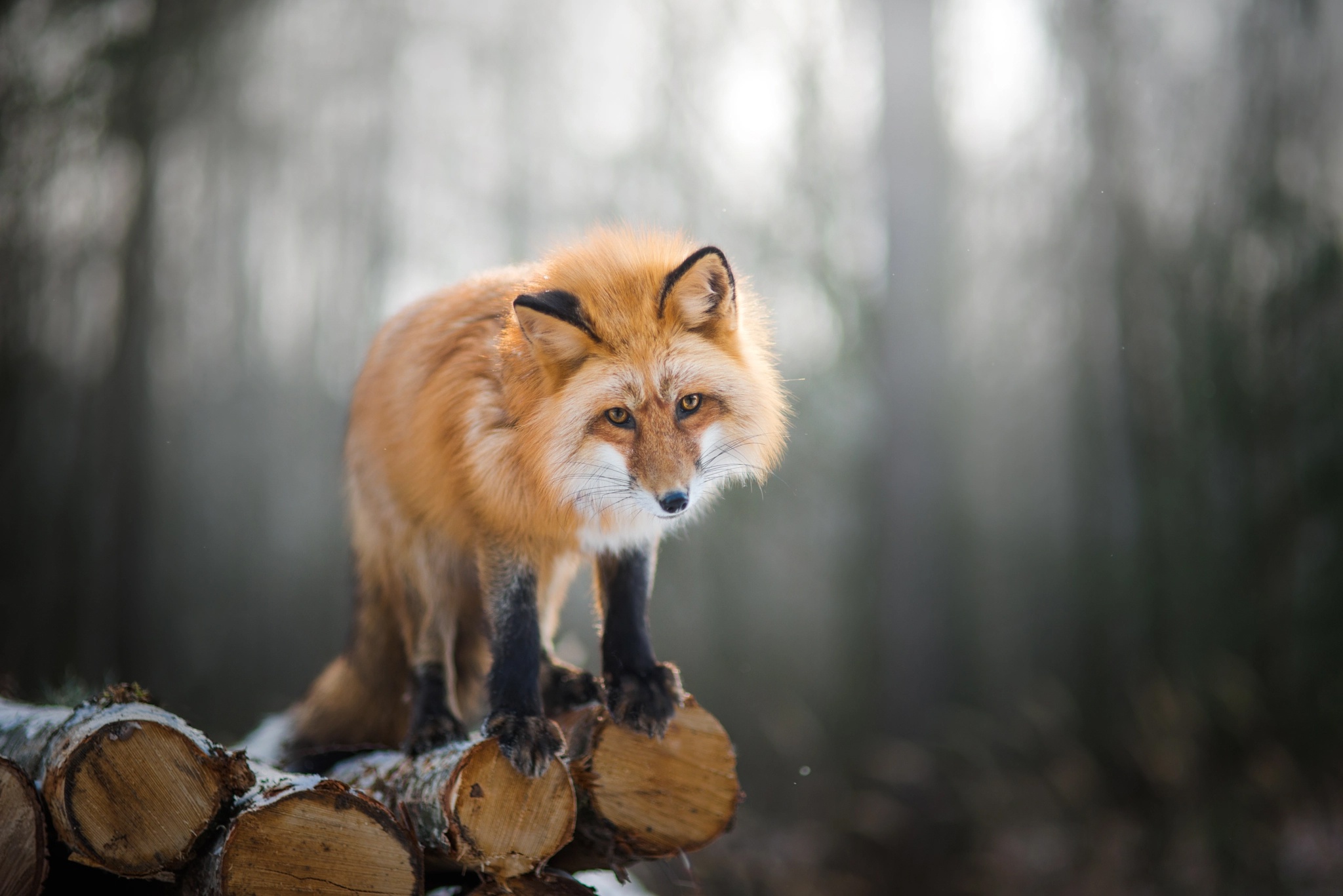 Download mobile wallpaper Fox, Animal, Depth Of Field for free.