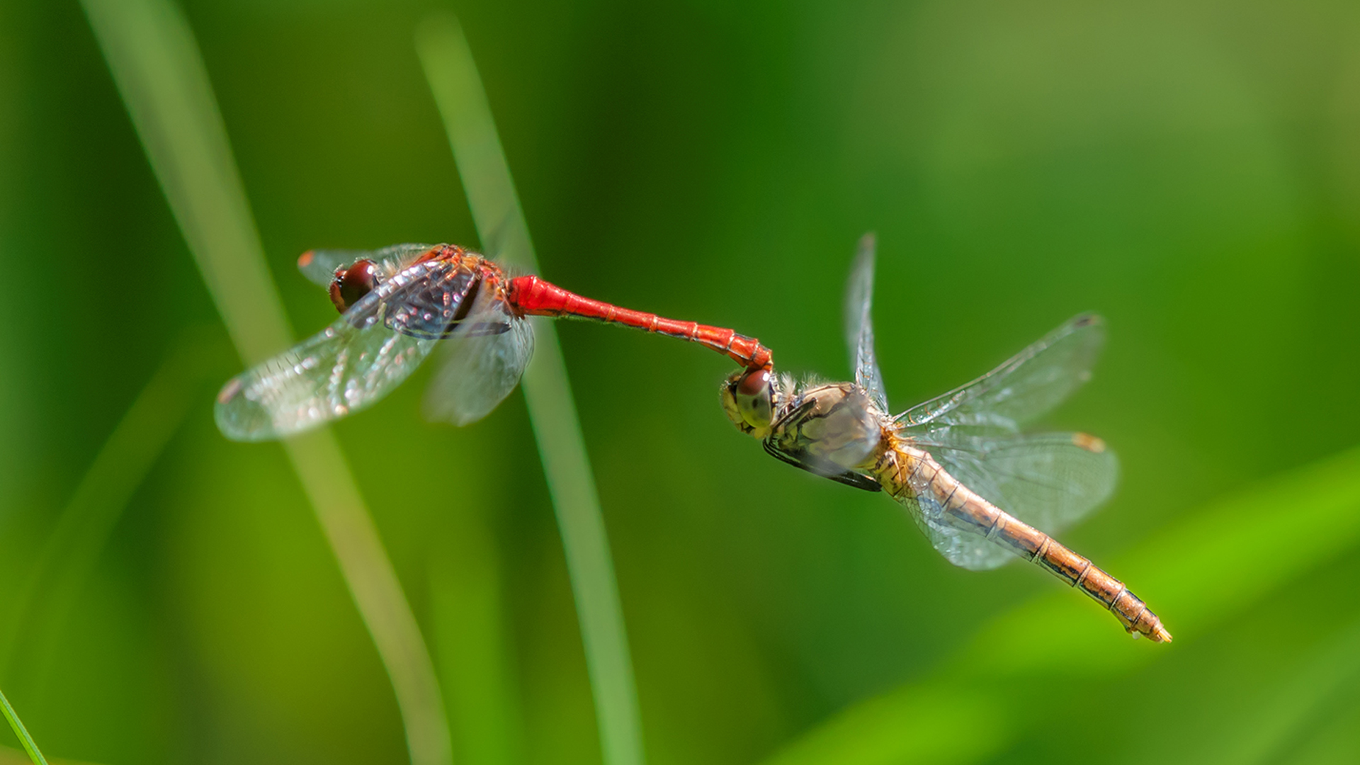 Free download wallpaper Nature, Insects, Close Up, Animal, Dragonfly on your PC desktop