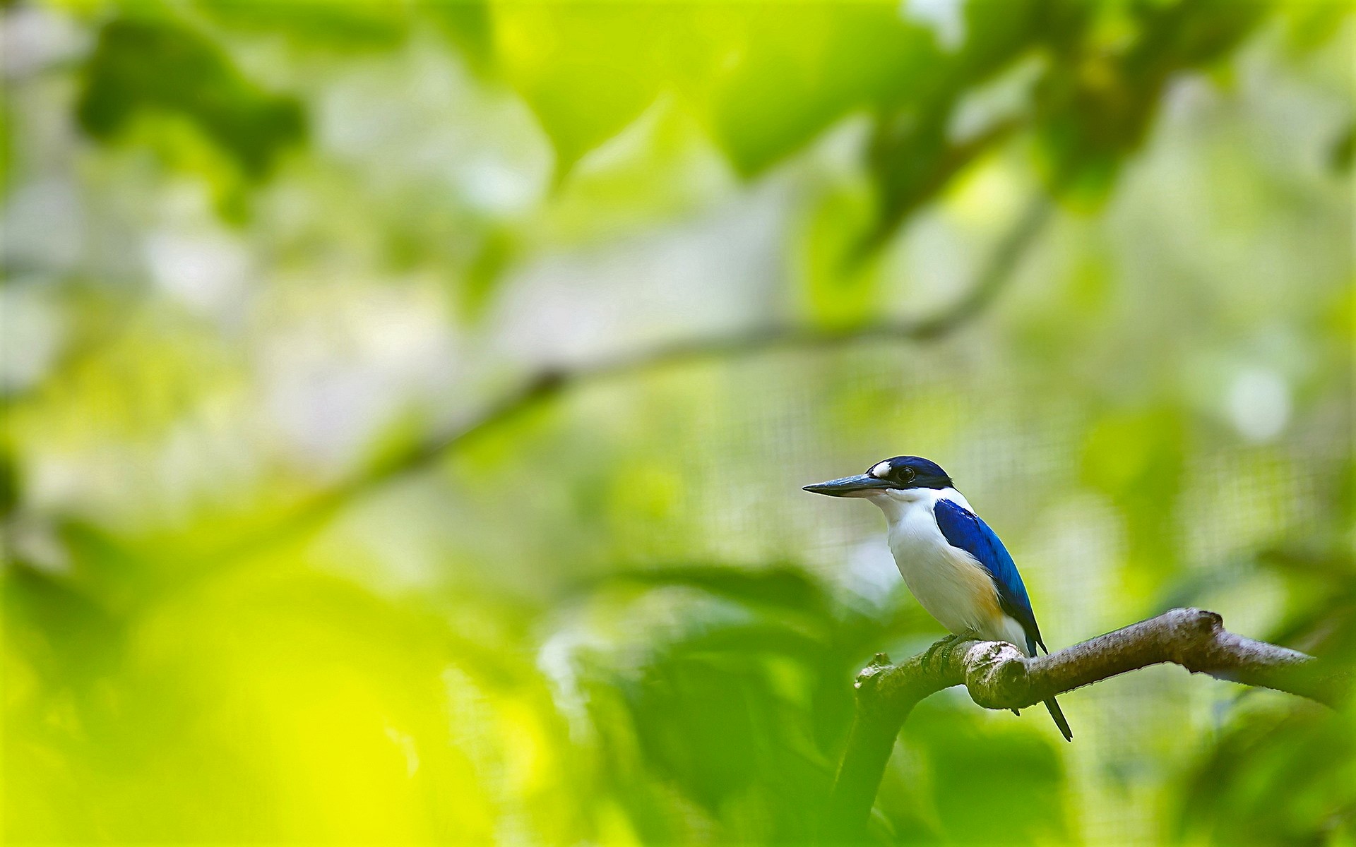 Download mobile wallpaper Birds, Bird, Branch, Animal, Kingfisher, Forest Kingfisher for free.