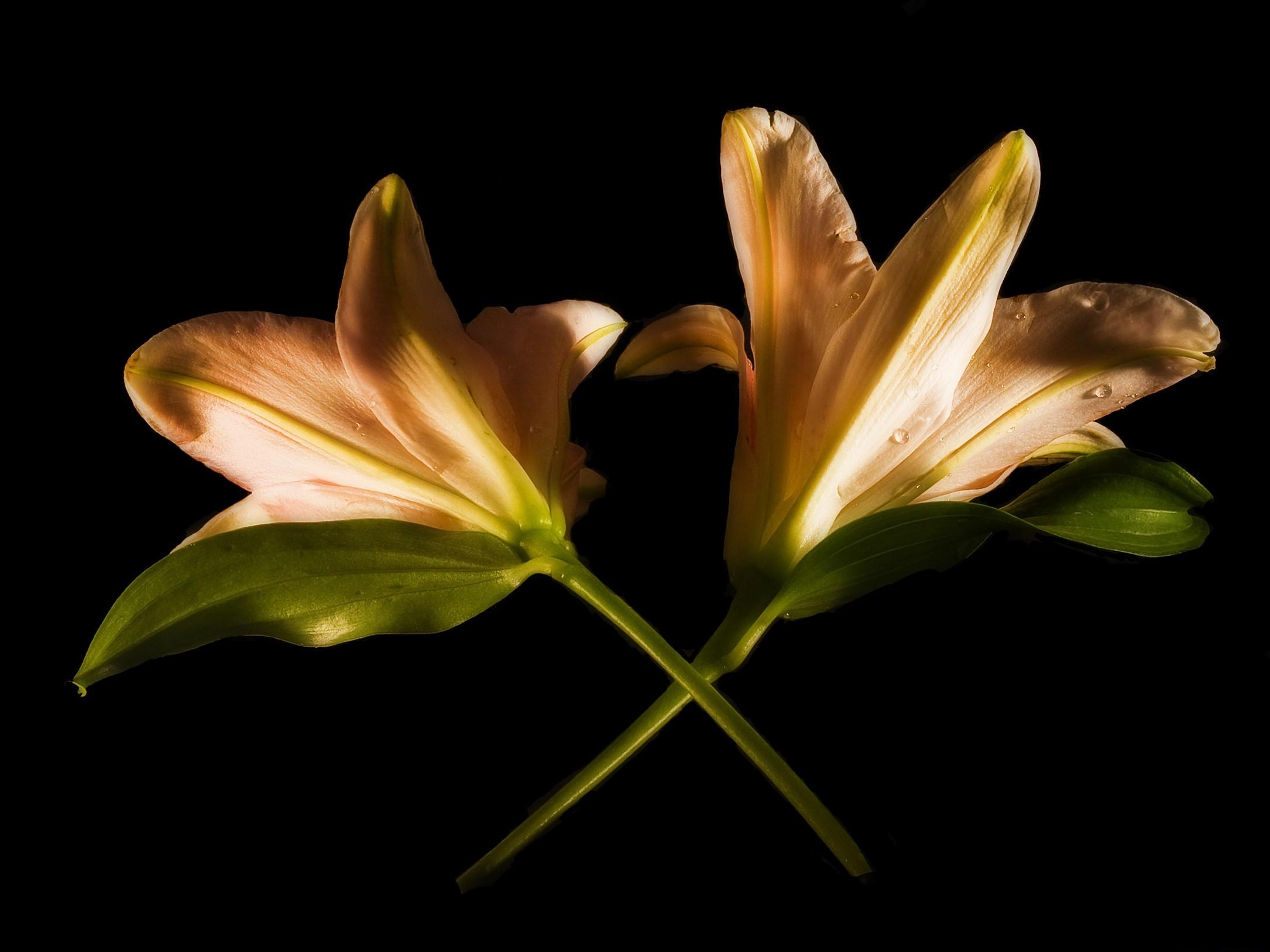 flowers, lilies, couple, pair, black background, crossing, intersection