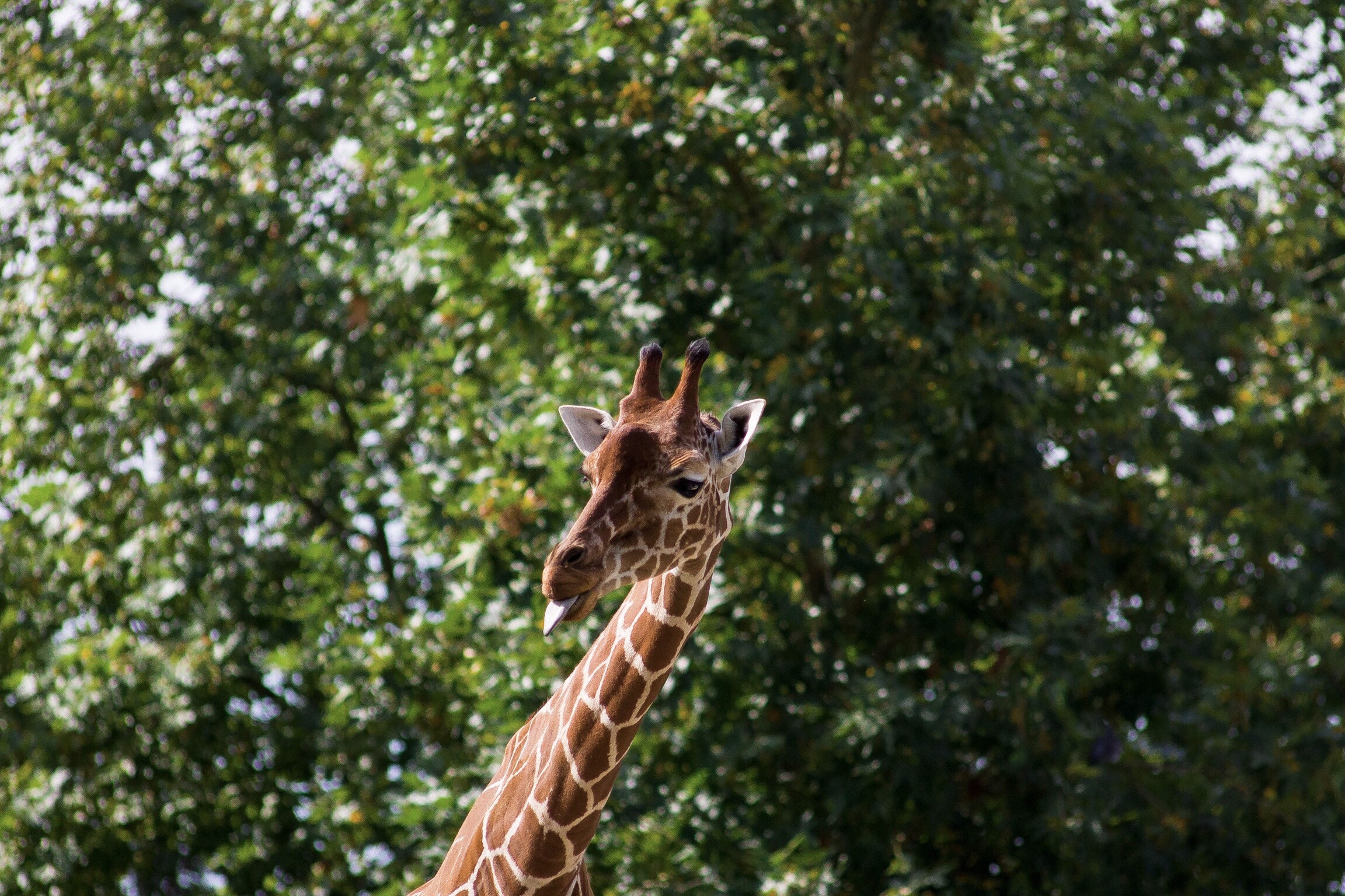 51077 скачать обои жираф, животные, прикольный, высунутый язык - заставки и картинки бесплатно