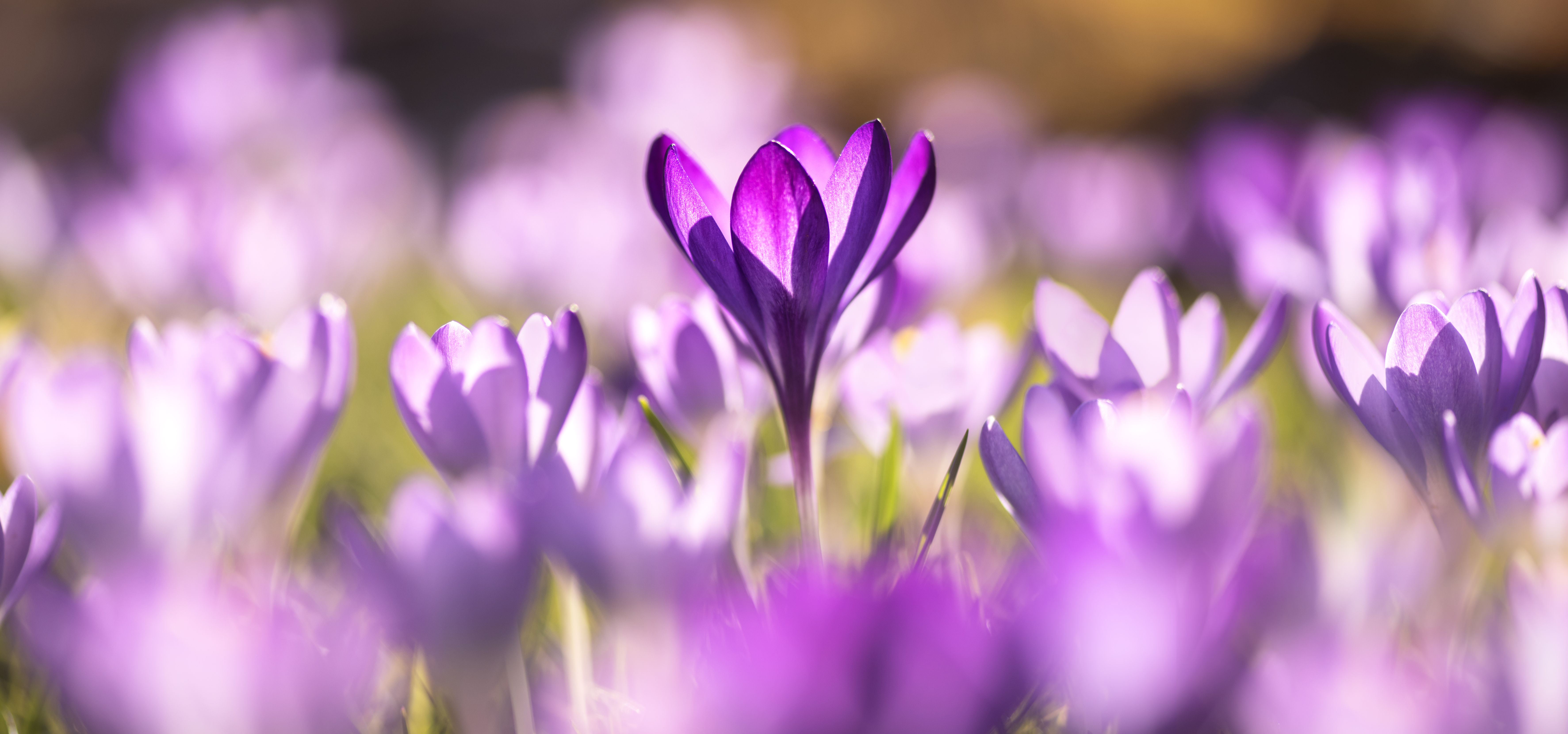 122915 descargar fondo de pantalla flores, violeta, macro, púrpura, azafrán, azafranes: protectores de pantalla e imágenes gratis