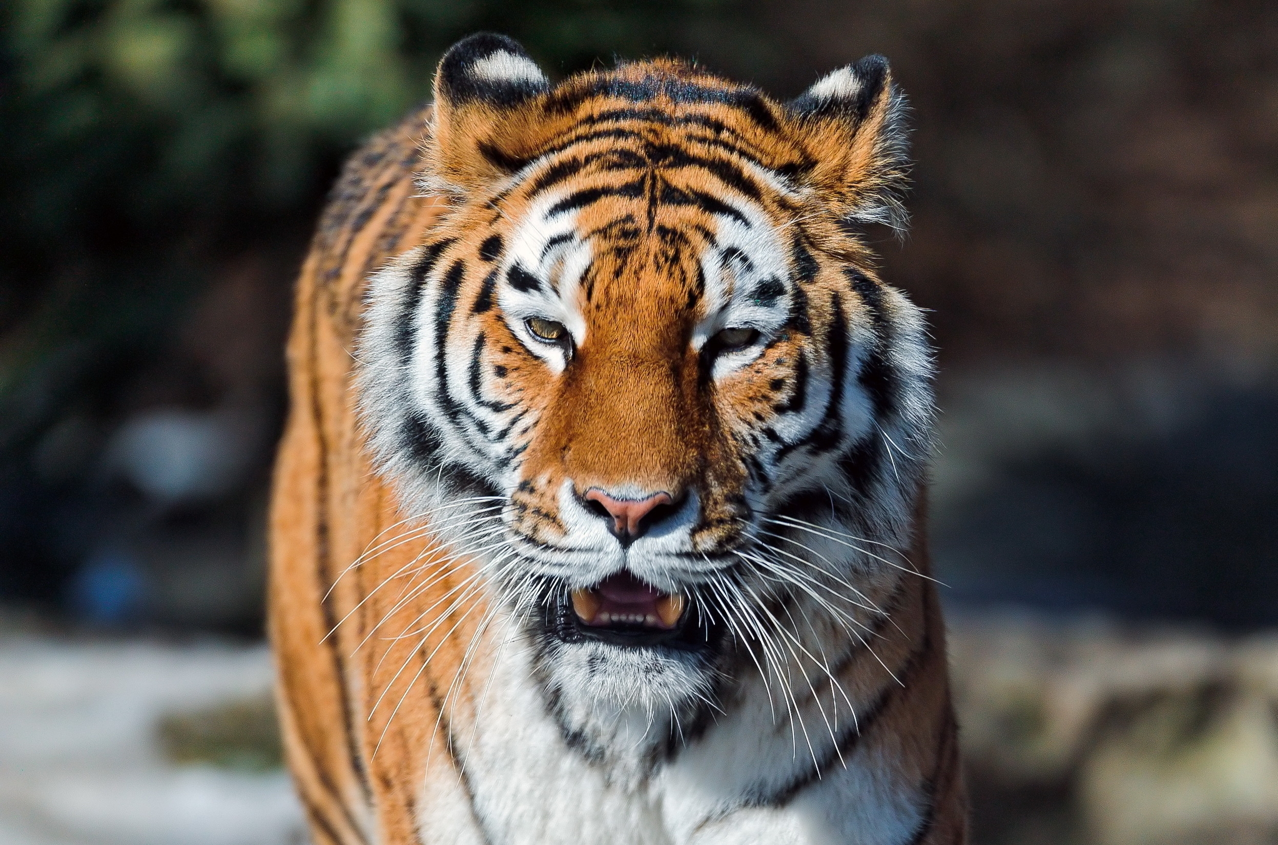 53709 скачать обои большая кошка, тигр, животные, морда, хищник, открытый рот - заставки и картинки бесплатно