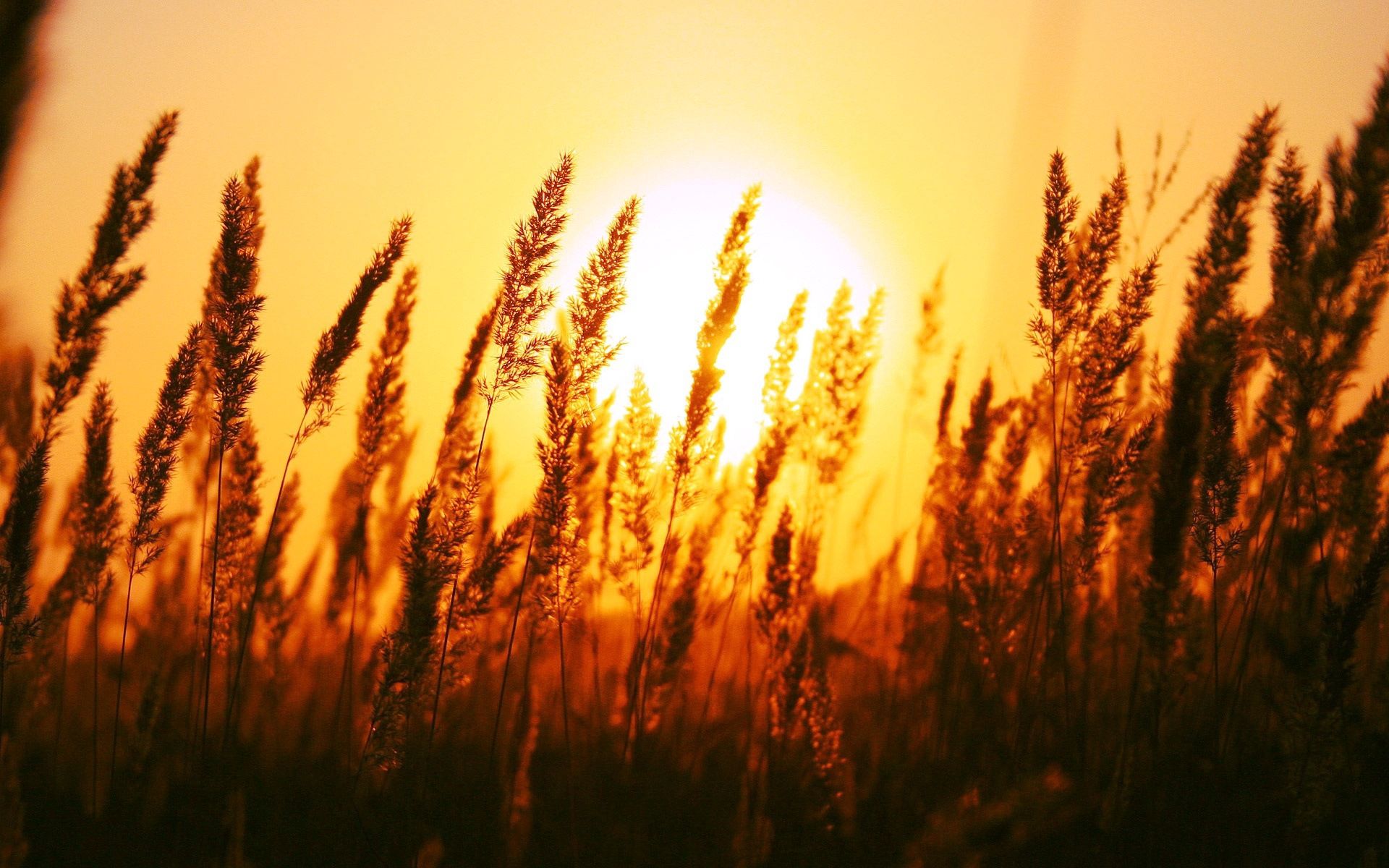 Free download wallpaper Nature, Sunset, Sun, Evening, Ears, Spikes, Wind on your PC desktop