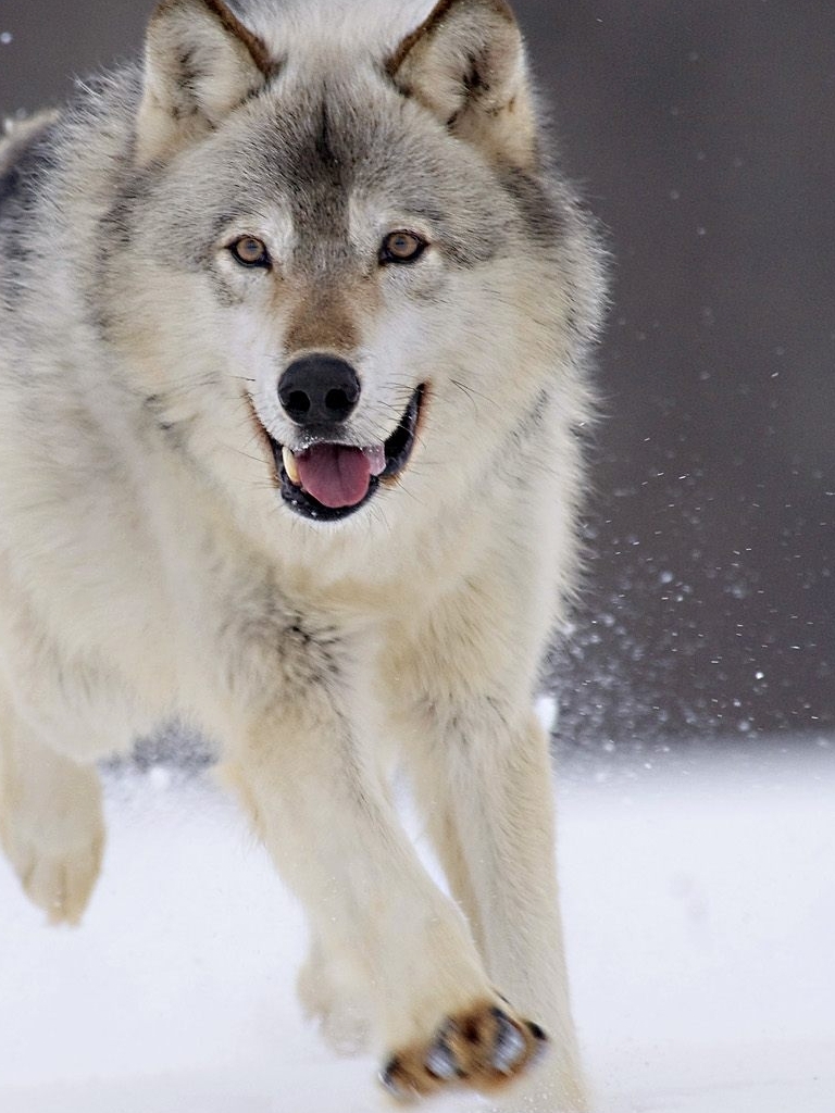 Download mobile wallpaper Wolf, Animal, Wolves for free.