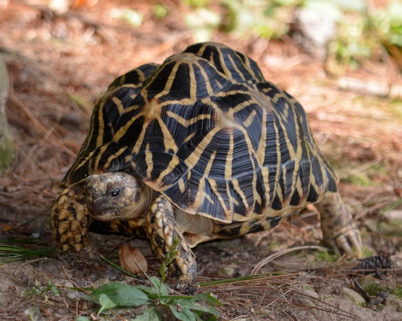 Handy-Wallpaper Tiere, Schildkröte, Indische Sternschildkröte kostenlos herunterladen.