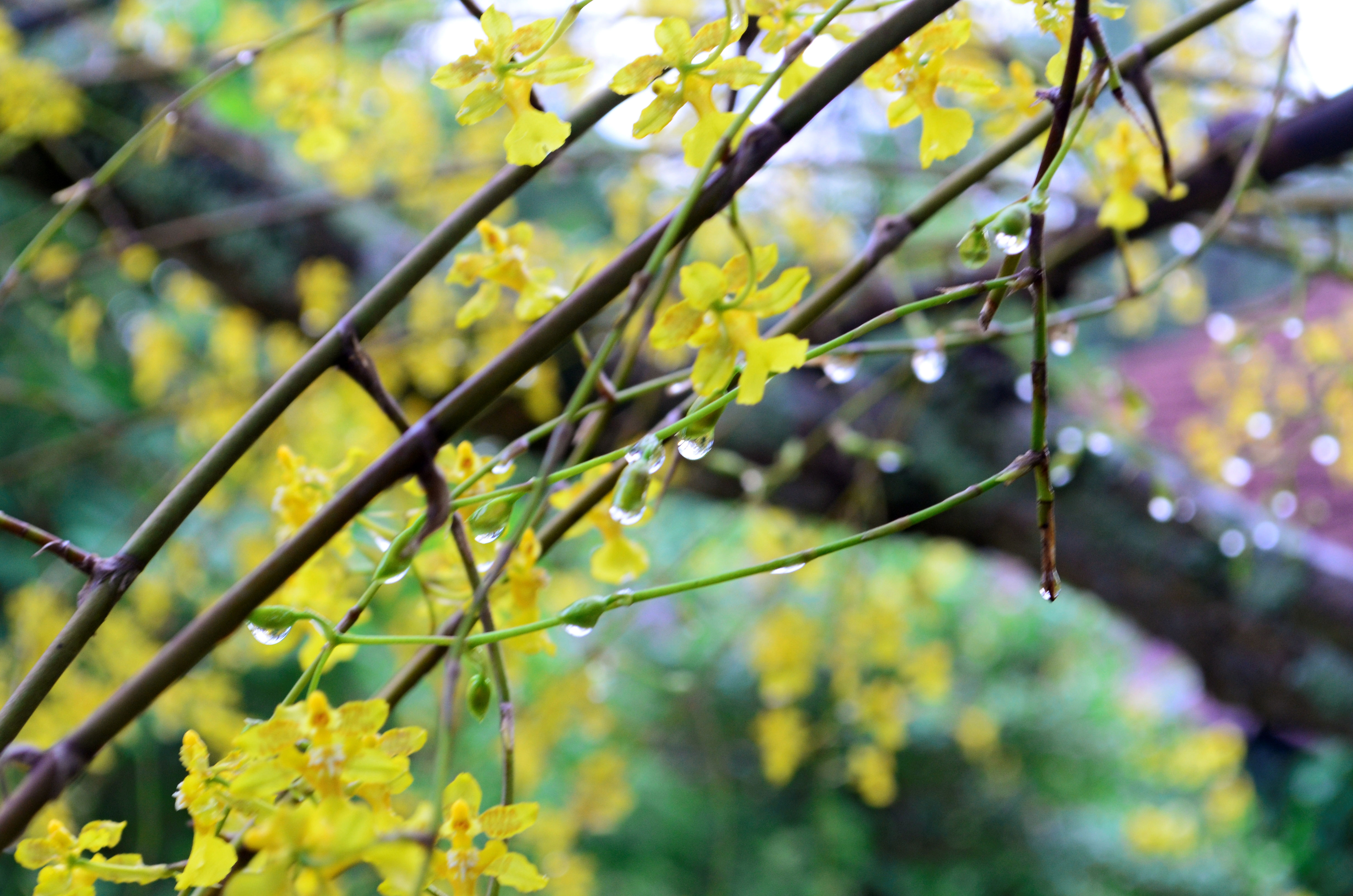 Laden Sie das Blume, Erde/natur-Bild kostenlos auf Ihren PC-Desktop herunter