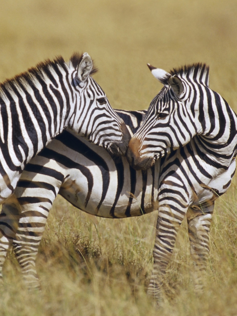 Baixar papel de parede para celular de Animais, Zebra gratuito.