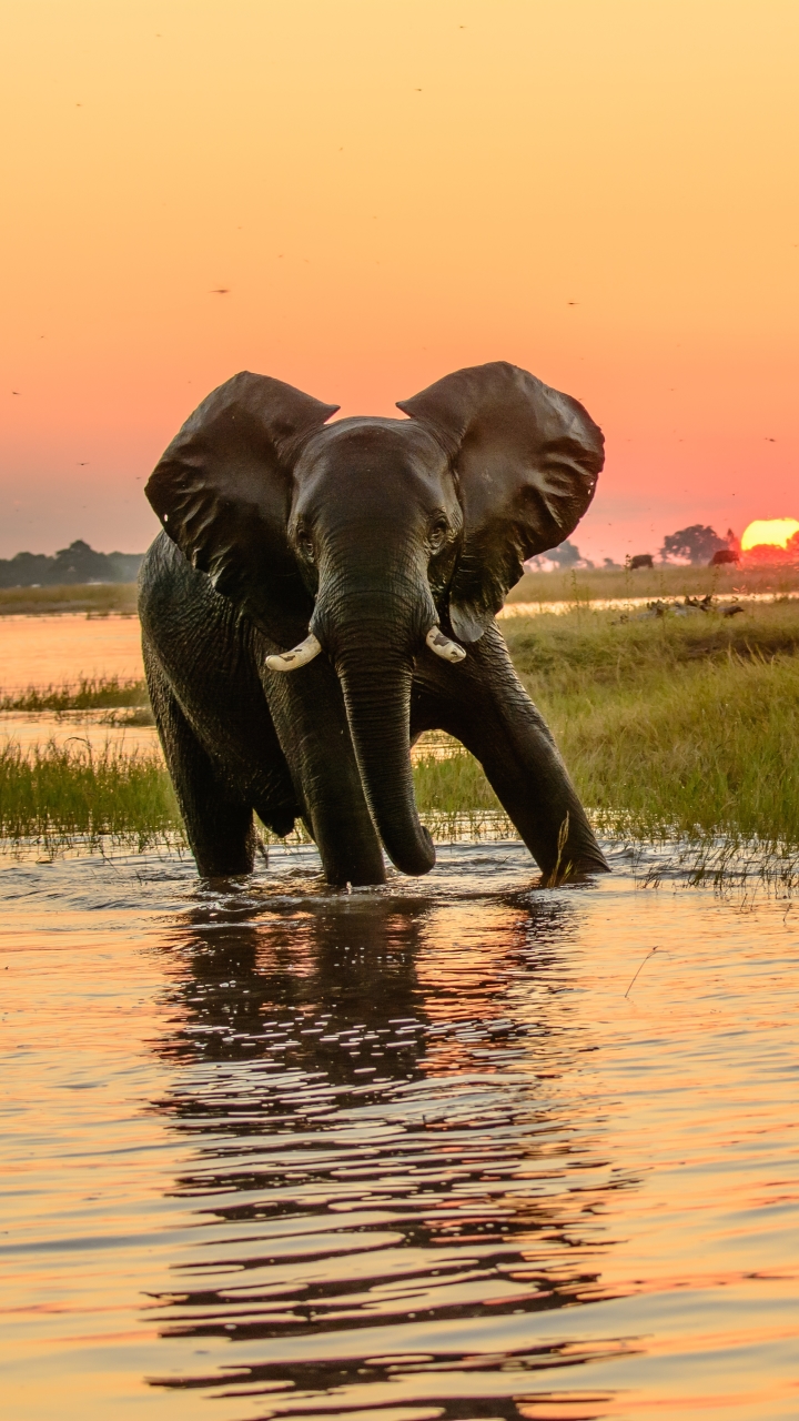 Descarga gratuita de fondo de pantalla para móvil de Animales, Amanecer, Elefantes, Elefante, Elefante Africano De Sabana.