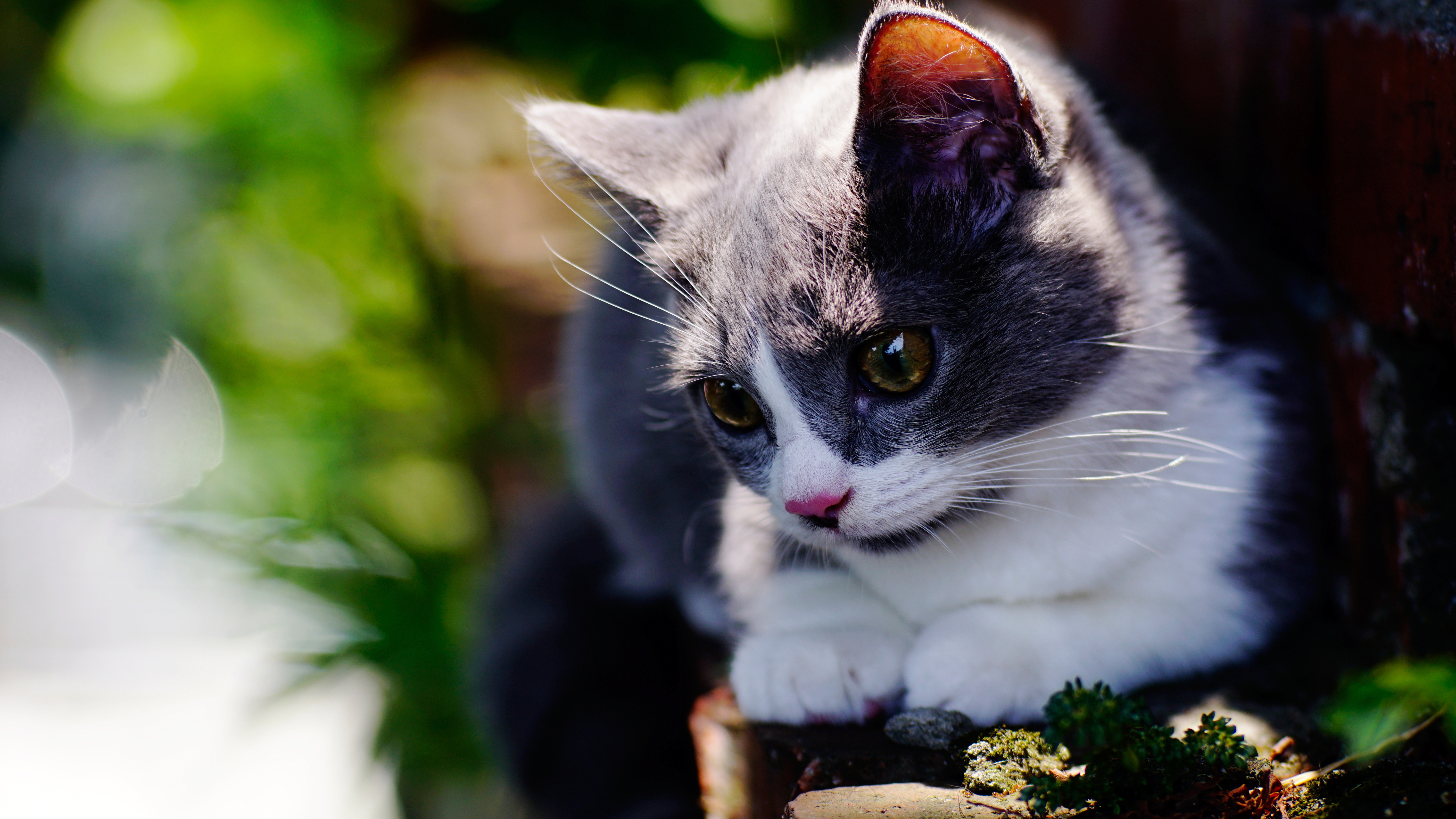 Baixe gratuitamente a imagem Gato, Gatos, Animais na área de trabalho do seu PC