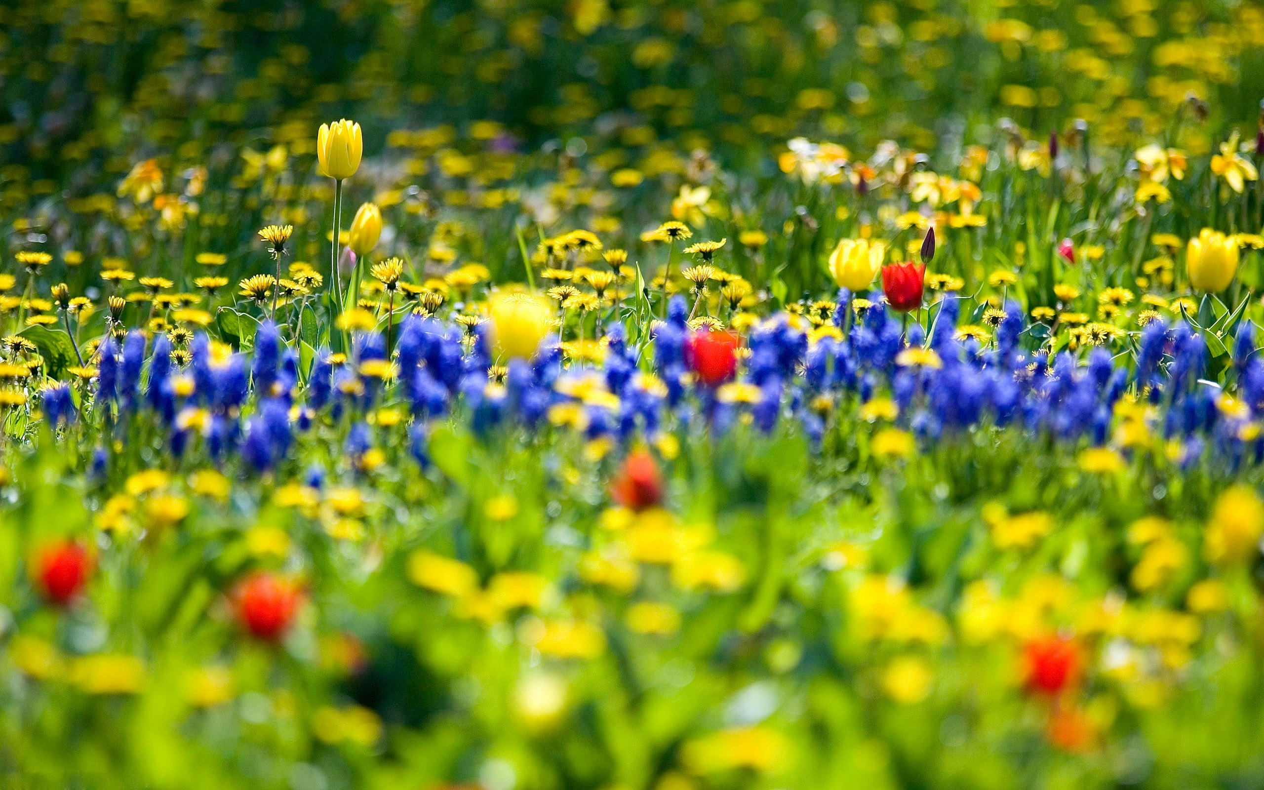 Free download wallpaper Flowers, Plants, Landscape on your PC desktop