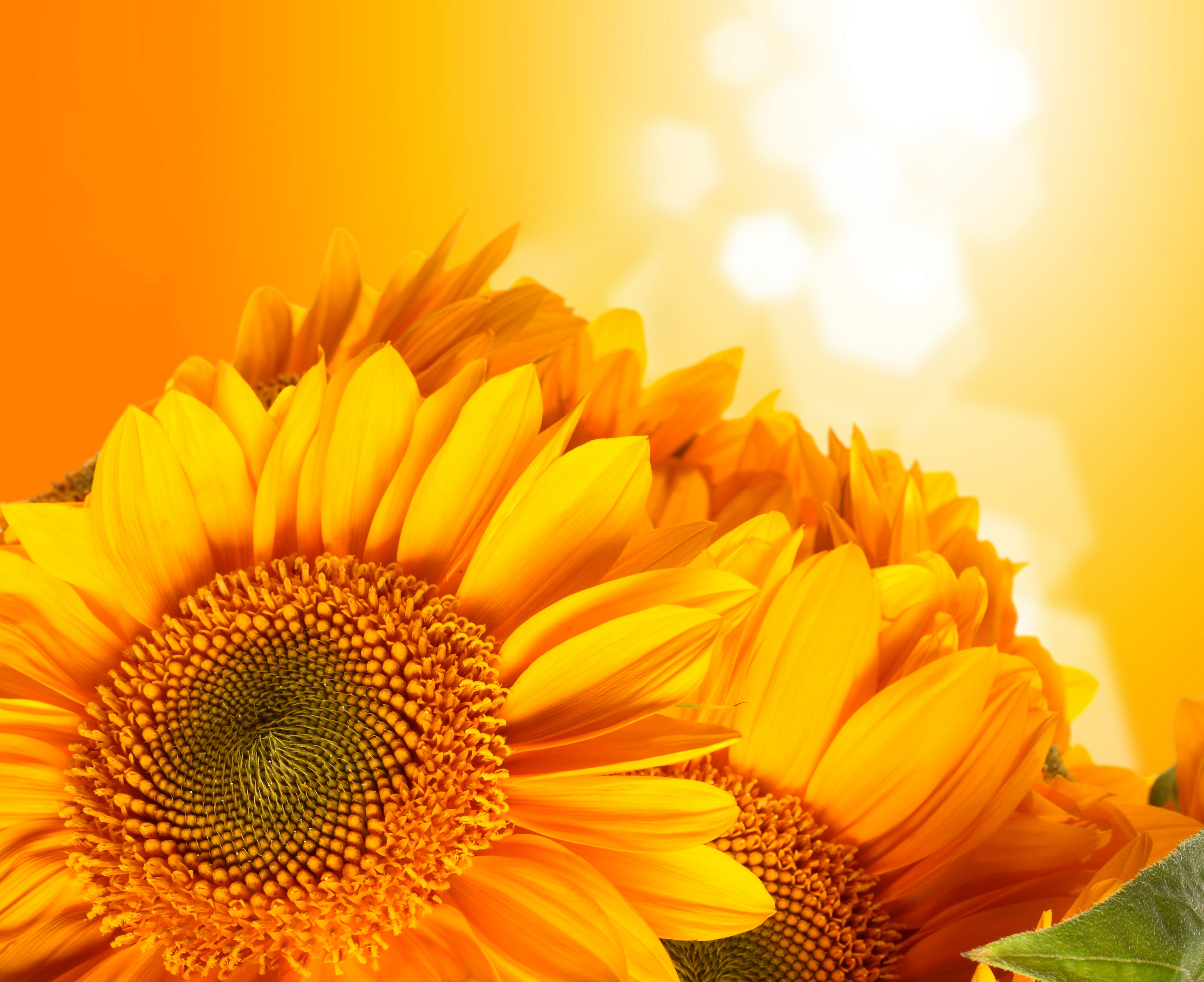 Handy-Wallpaper Blumen, Blume, Sonnenblume, Gelbe Blume, Erde/natur kostenlos herunterladen.