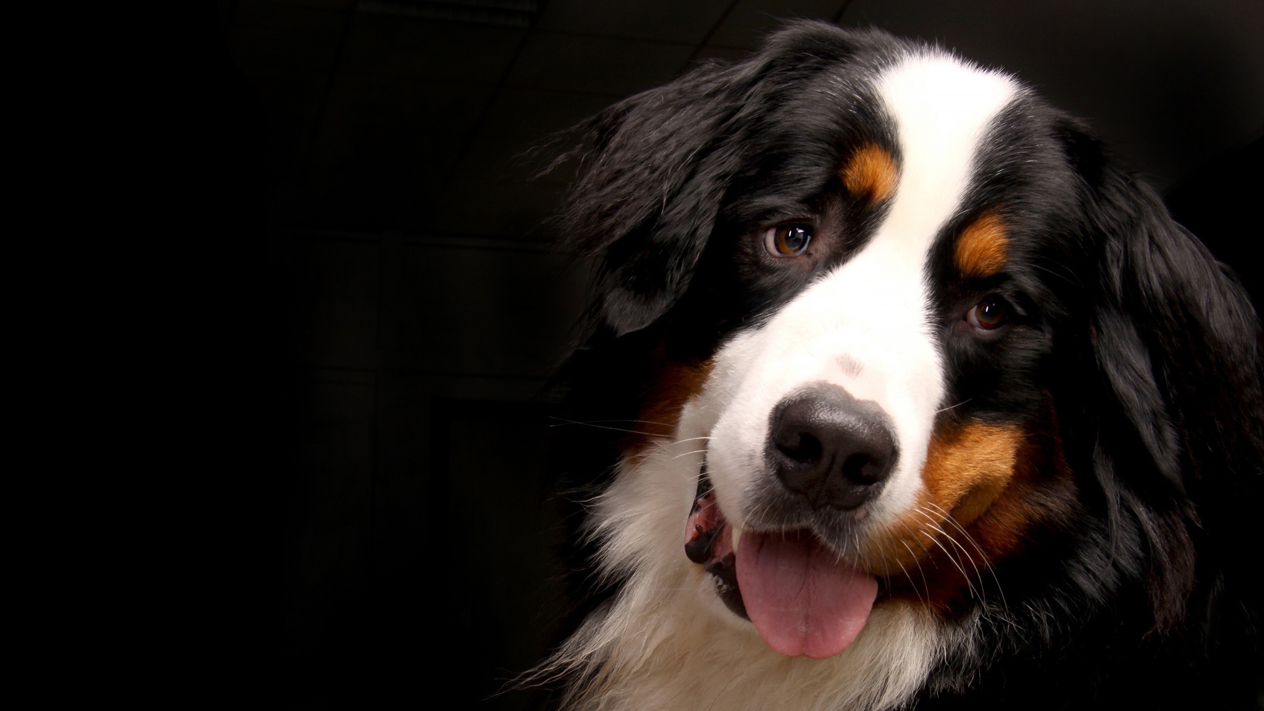 Laden Sie das Tiere, Hunde, Berner Sennenhund-Bild kostenlos auf Ihren PC-Desktop herunter