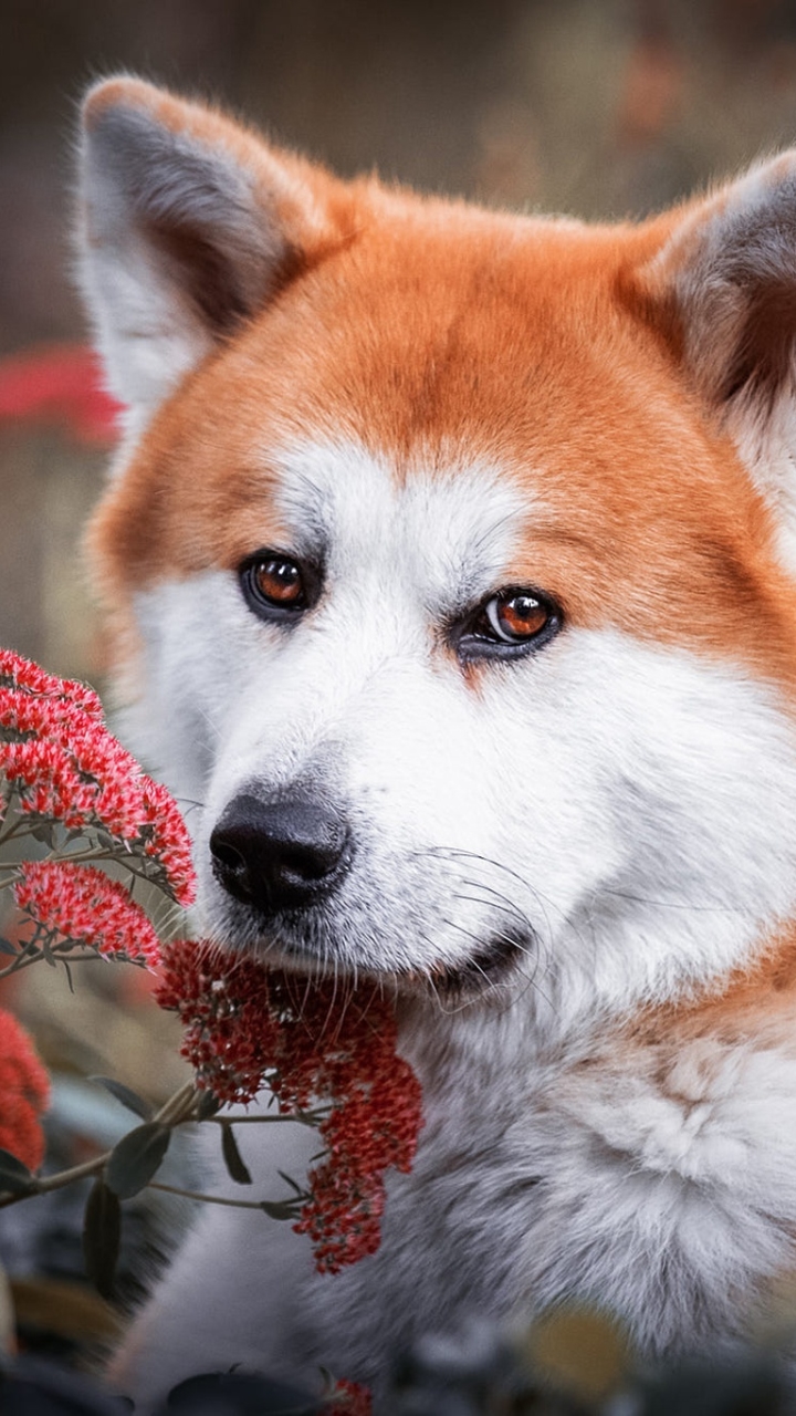 Download mobile wallpaper Dogs, Dog, Animal, Akita for free.