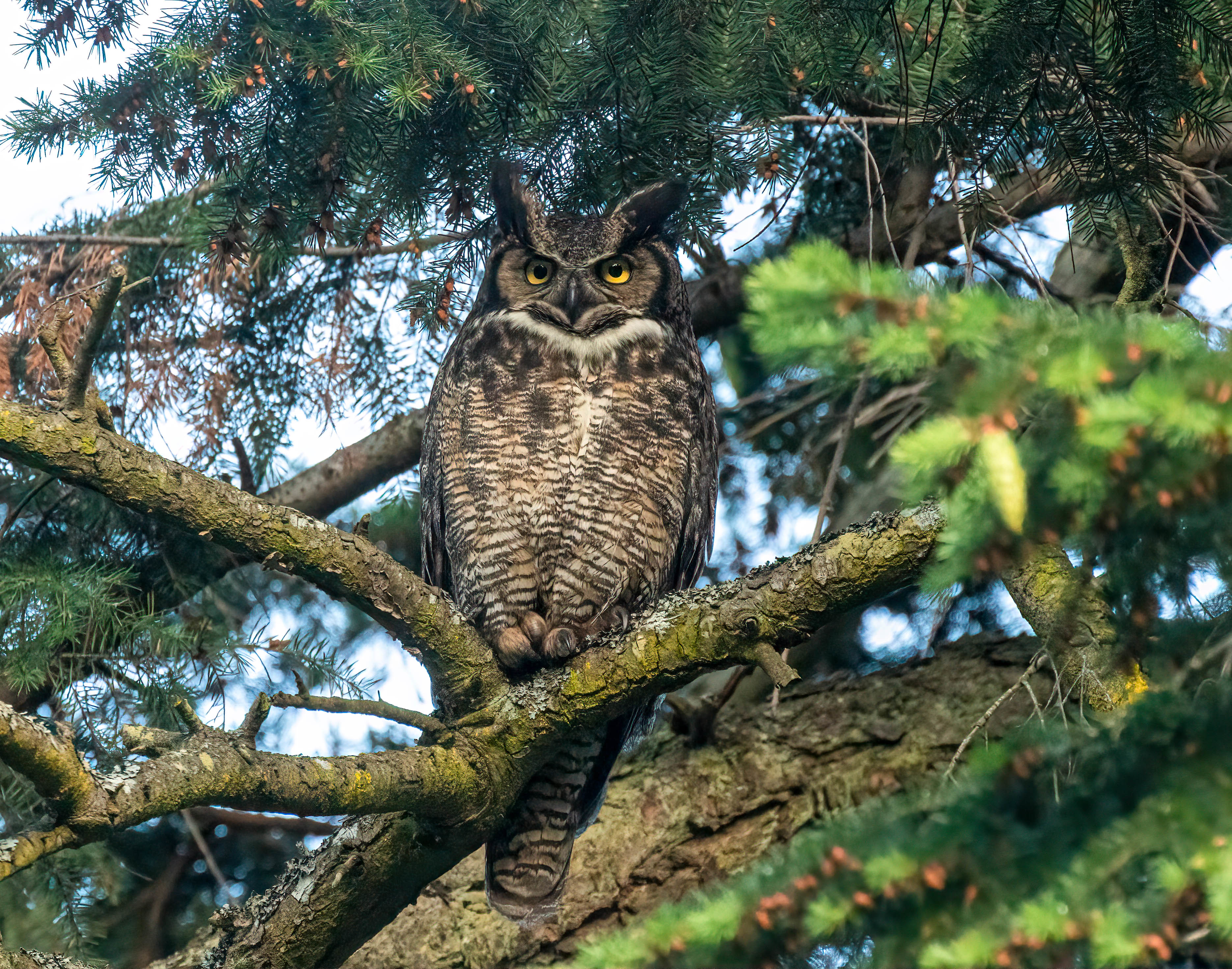 owl, predator, animals, bird, wood, tree, branch cellphone