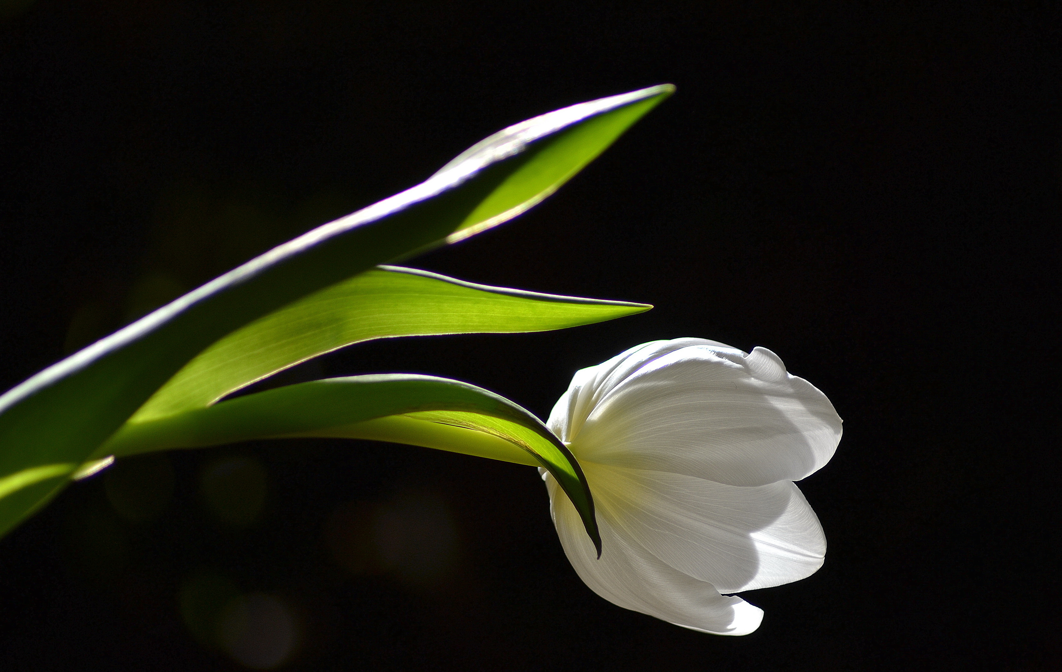 Baixe gratuitamente a imagem Natureza, Flores, Flor, Tulipa, Flor Branca, Terra/natureza na área de trabalho do seu PC