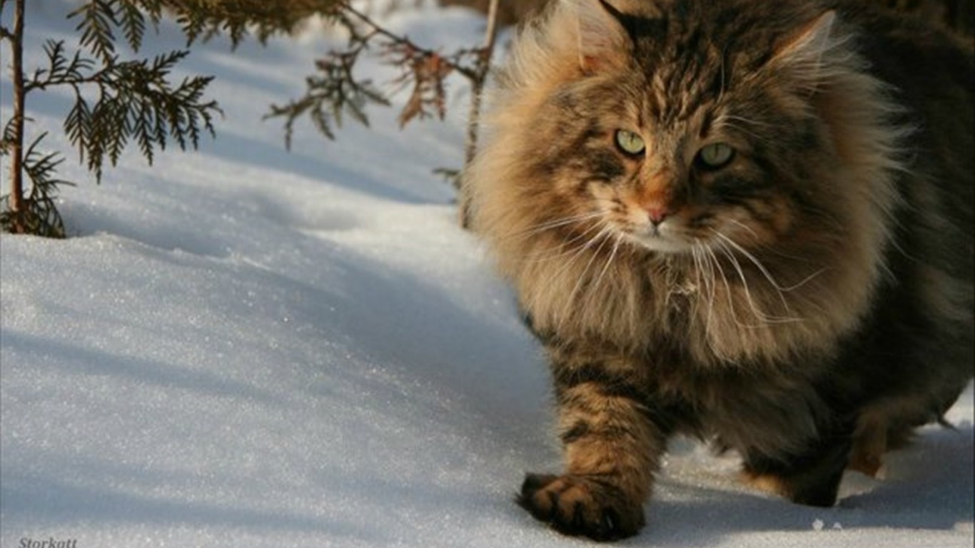 Téléchargez gratuitement l'image Animaux, Hiver, Chats, Chat sur le bureau de votre PC