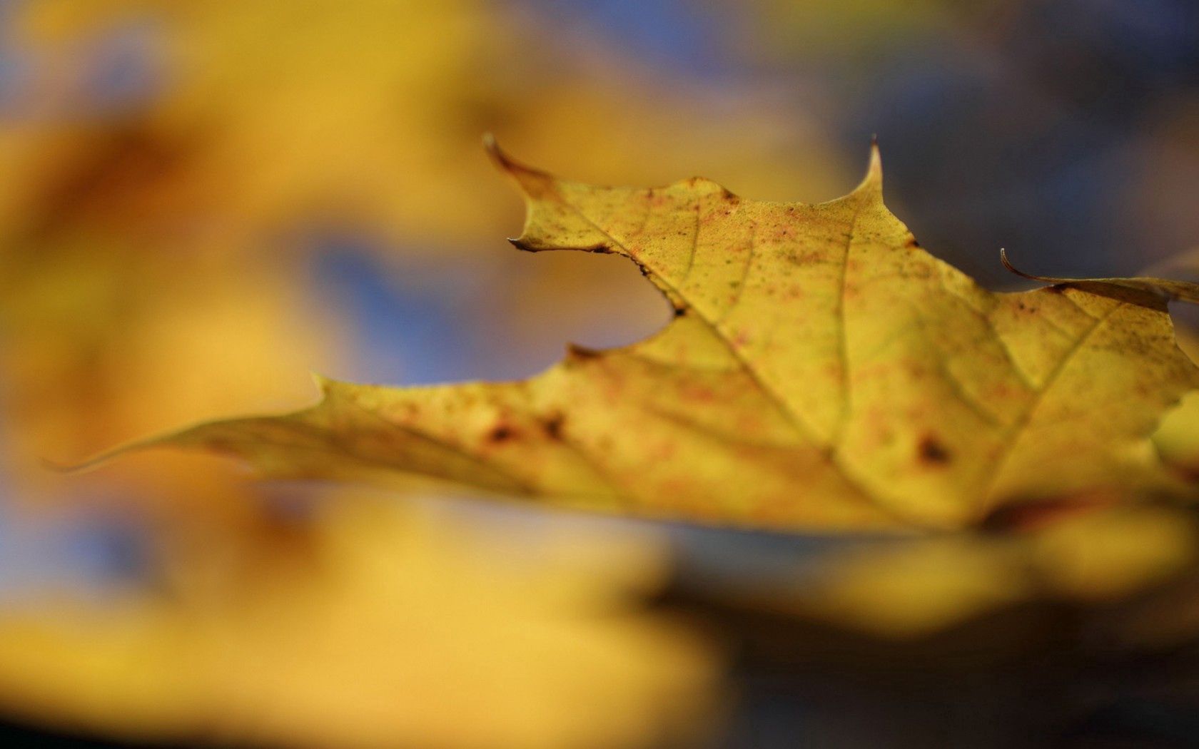 157766 descargar imagen otoño, naturaleza, amarillo, macro, sábana, hoja, arce: fondos de pantalla y protectores de pantalla gratis