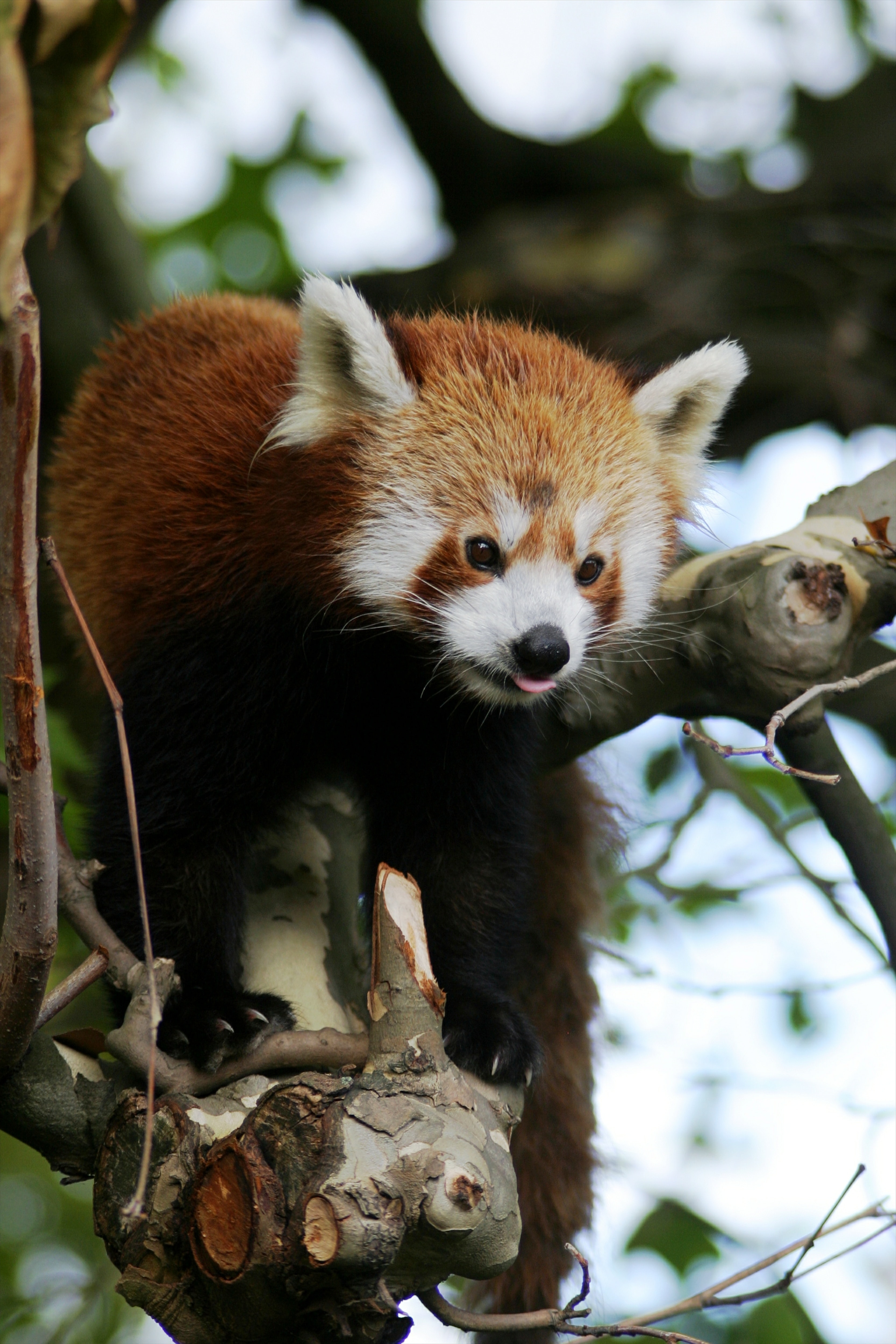 trees, animals, animal, protruding tongue, tongue stuck out, red panda