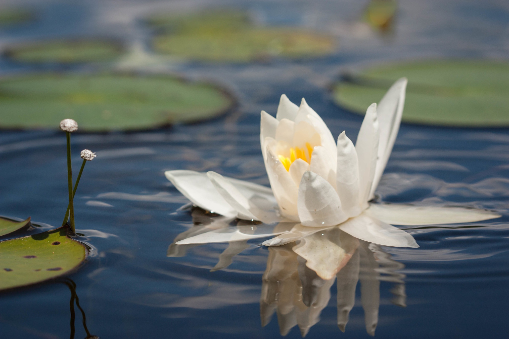 Laden Sie das Blumen, Wasser, Seerose, Weiße Blume, Erde/natur, Spiegelung-Bild kostenlos auf Ihren PC-Desktop herunter