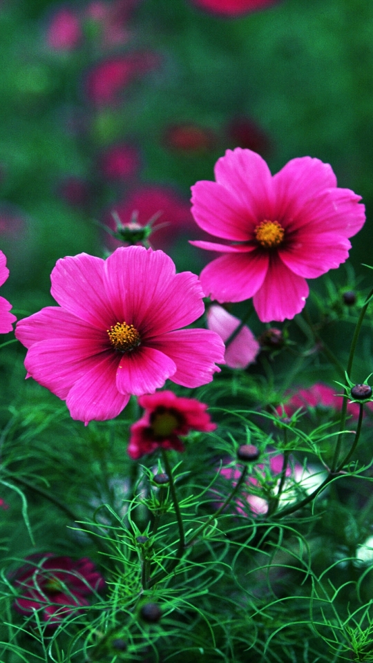 Download mobile wallpaper Nature, Flowers, Grass, Flower, Close Up, Earth, Cosmos, Pink Flower for free.