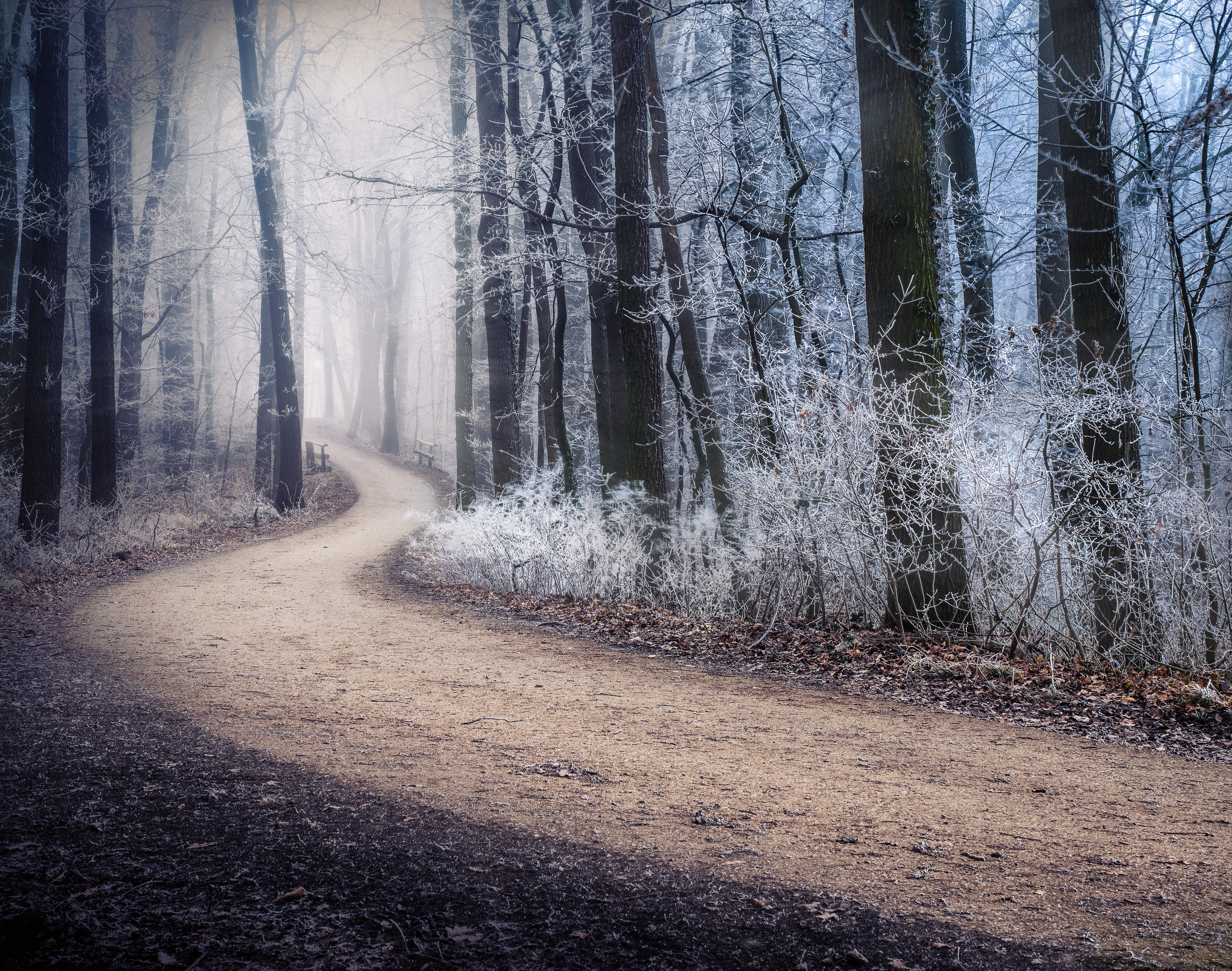 Download mobile wallpaper Frost, Hoarfrost, Path, Winter, Forest, Fog, Nature for free.