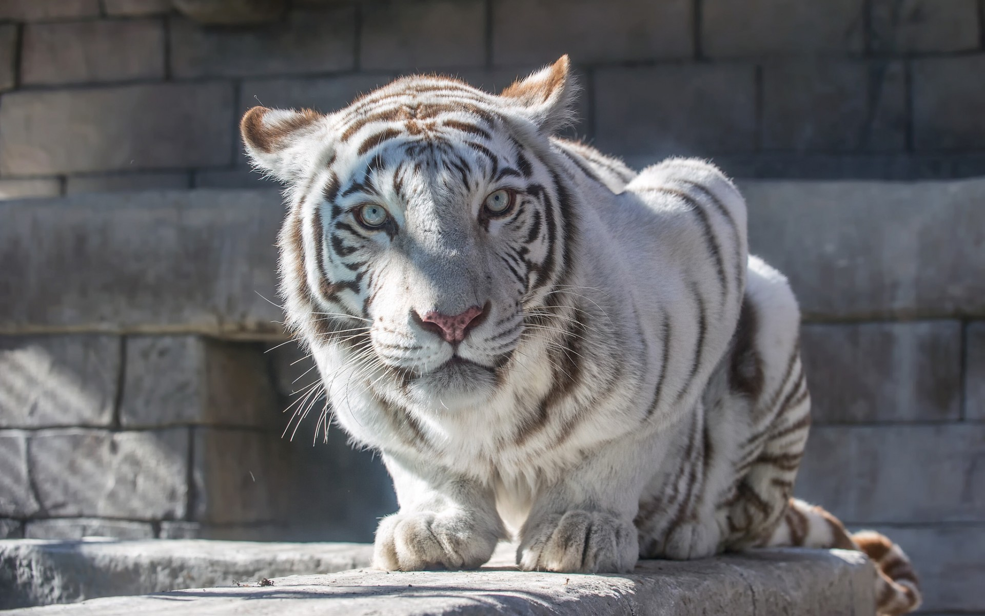 Téléchargez gratuitement l'image Animaux, Chats, Tigre Blanc sur le bureau de votre PC