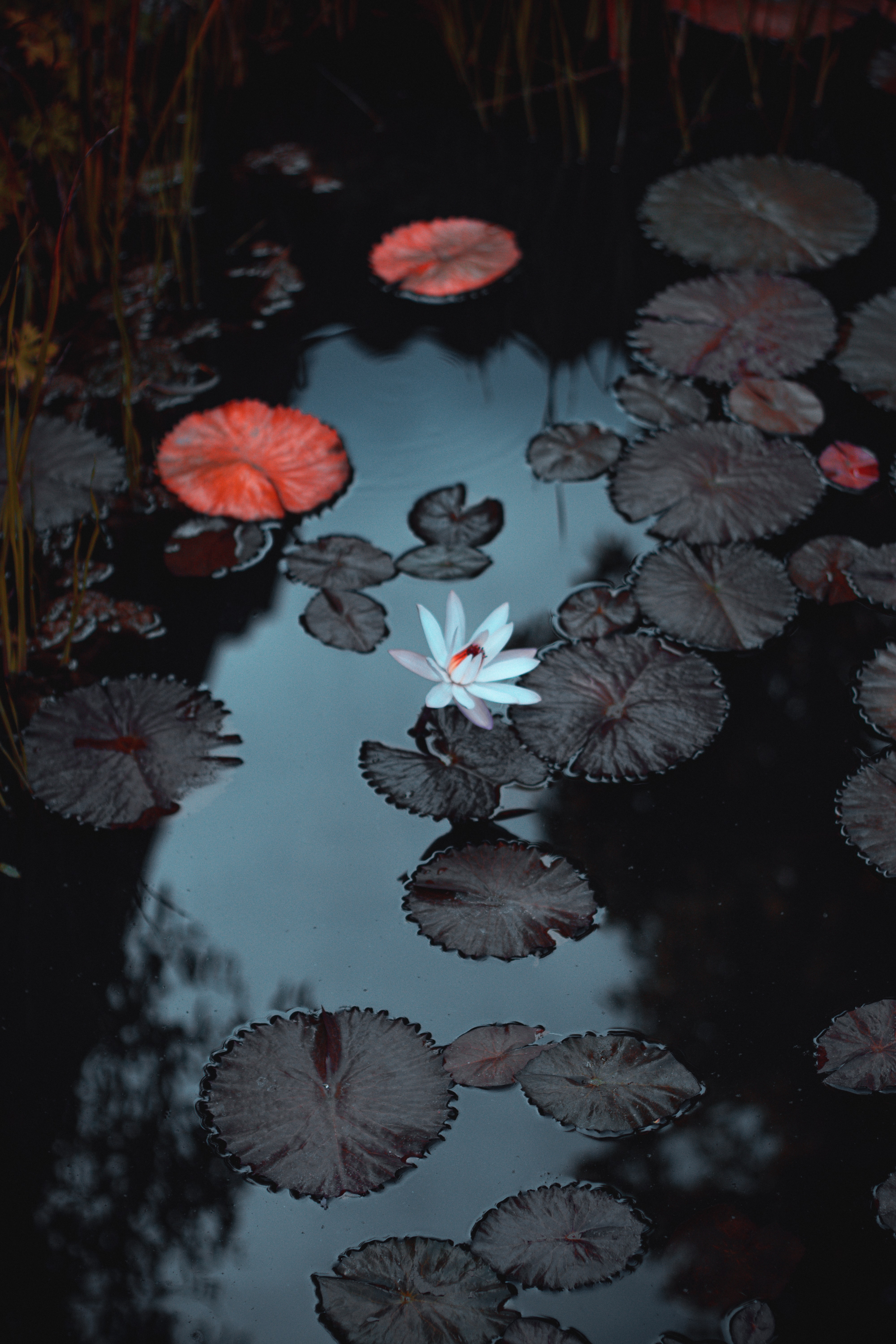 water lily, water, flowers, leaves, flower, basin