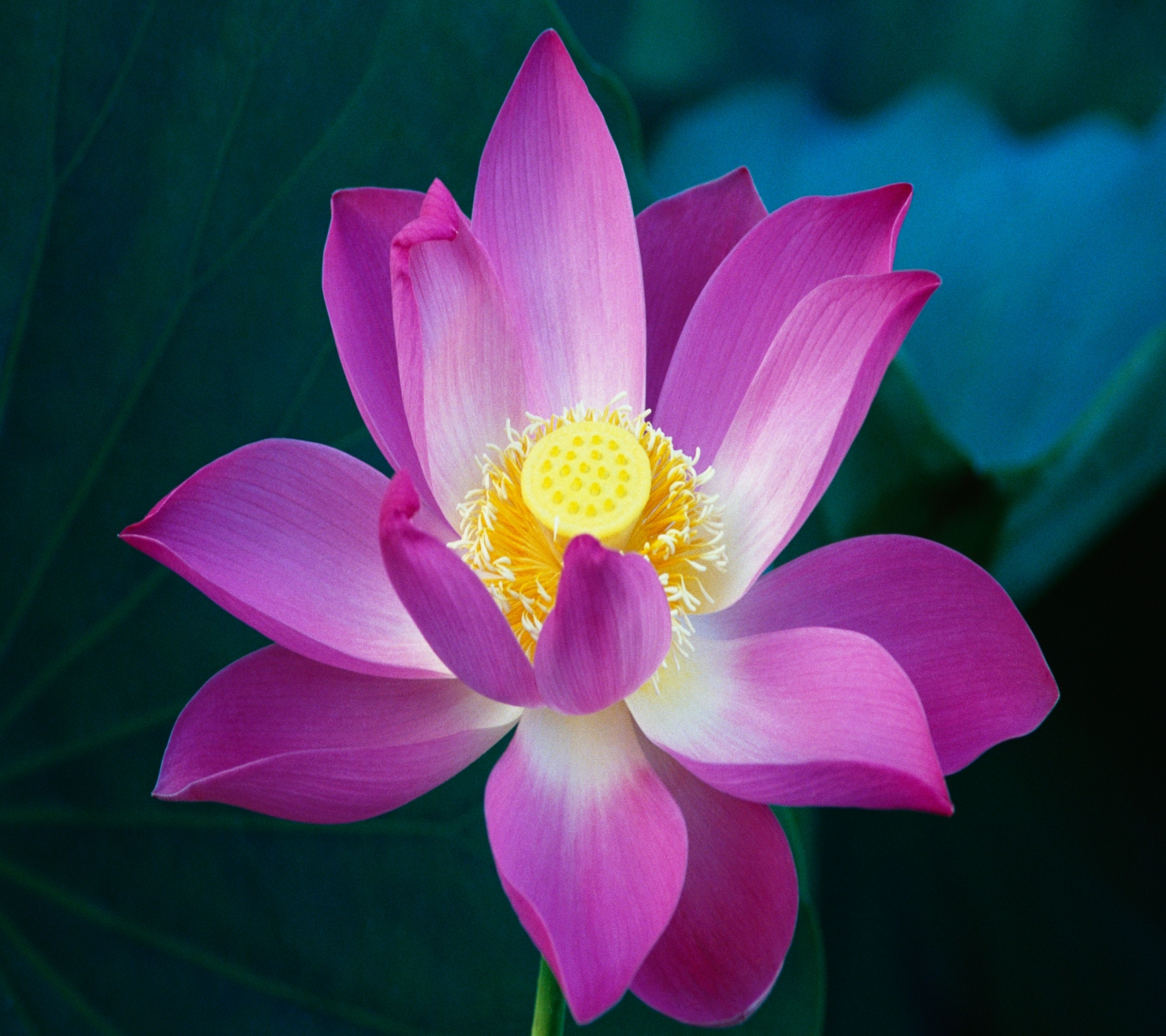 Download mobile wallpaper Lotus, Flowers, Flower, Earth for free.