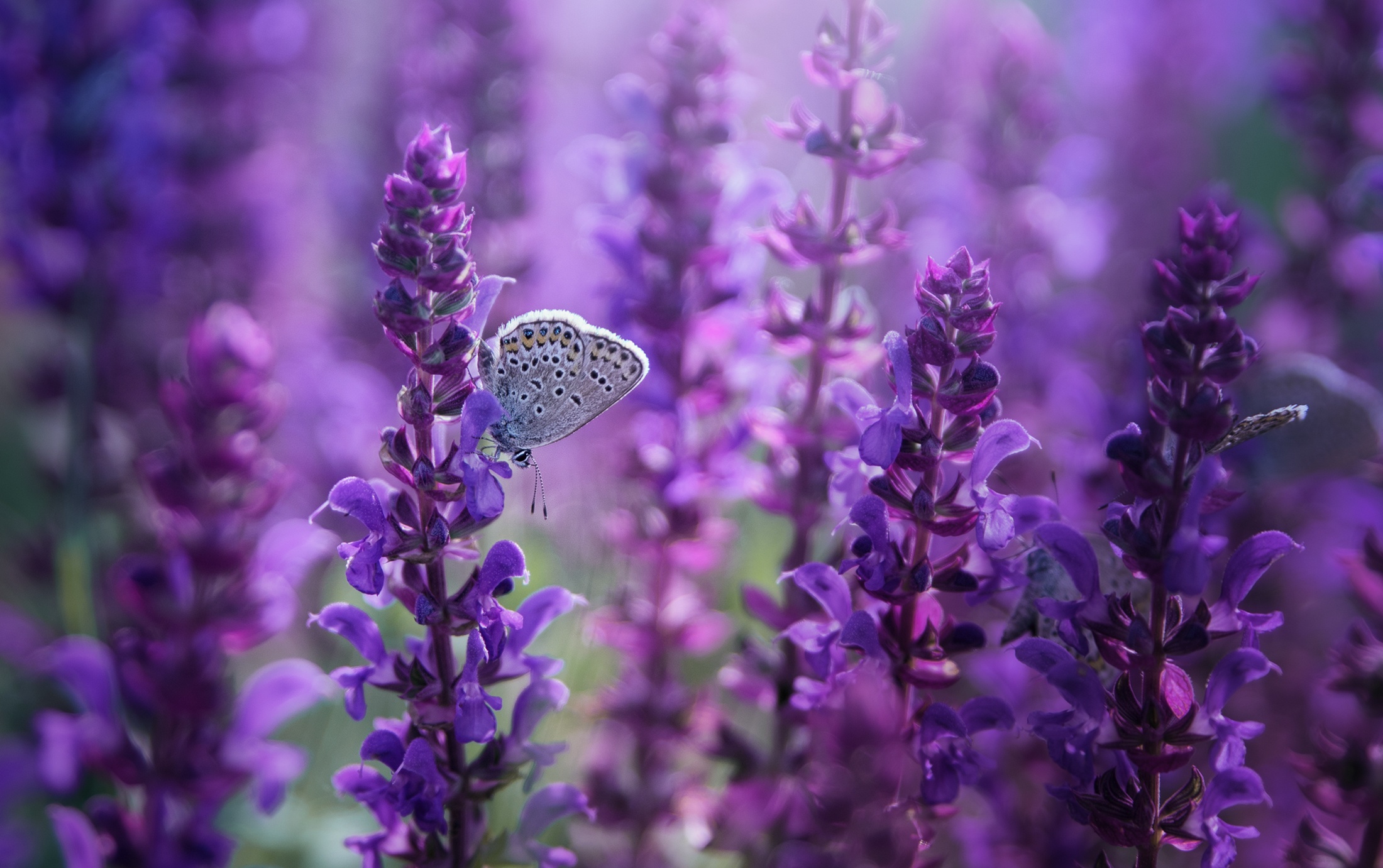 Free download wallpaper Macro, Insect, Butterfly, Animal, Lupine, Purple Flower on your PC desktop