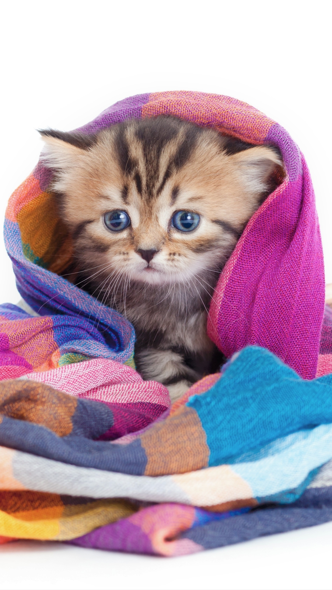 無料モバイル壁紙動物, ネコ, 猫, 子猫, カラフル, 可愛い, 毛布, 赤ちゃん動物をダウンロードします。