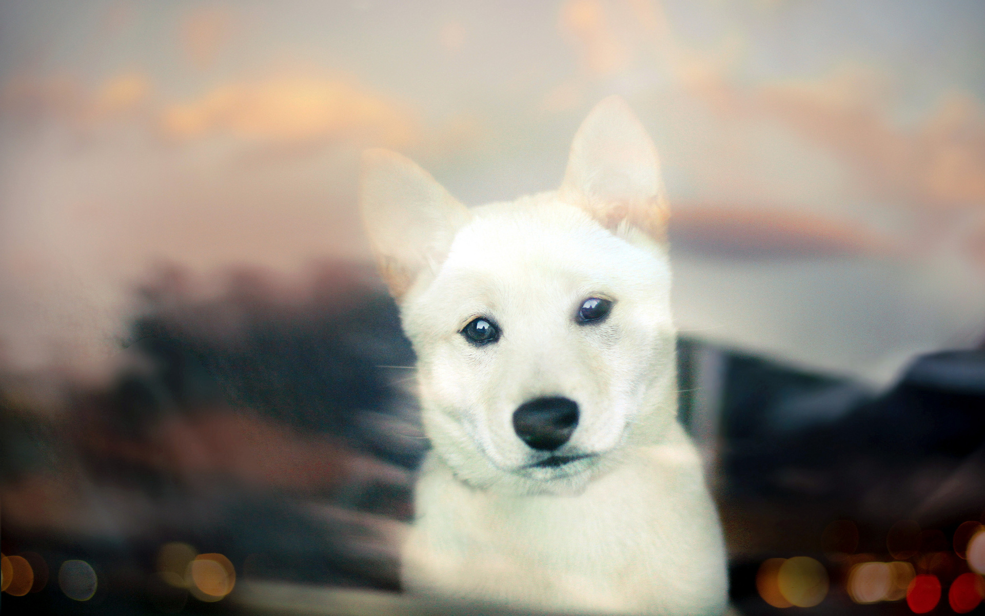 Laden Sie das Tiere, Hund, Shiba Inu-Bild kostenlos auf Ihren PC-Desktop herunter