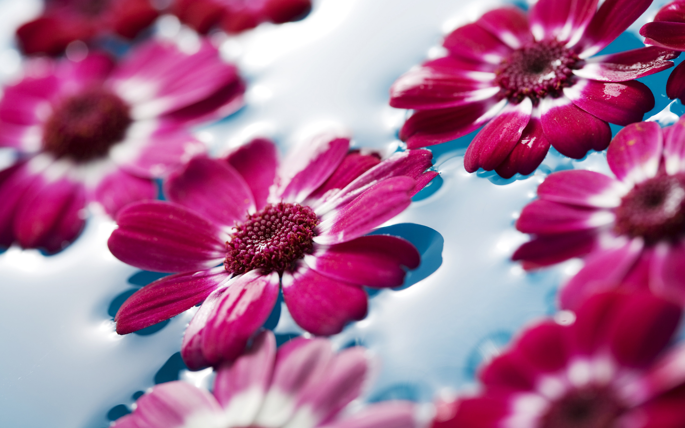 Free download wallpaper Flowers, Flower, Earth on your PC desktop