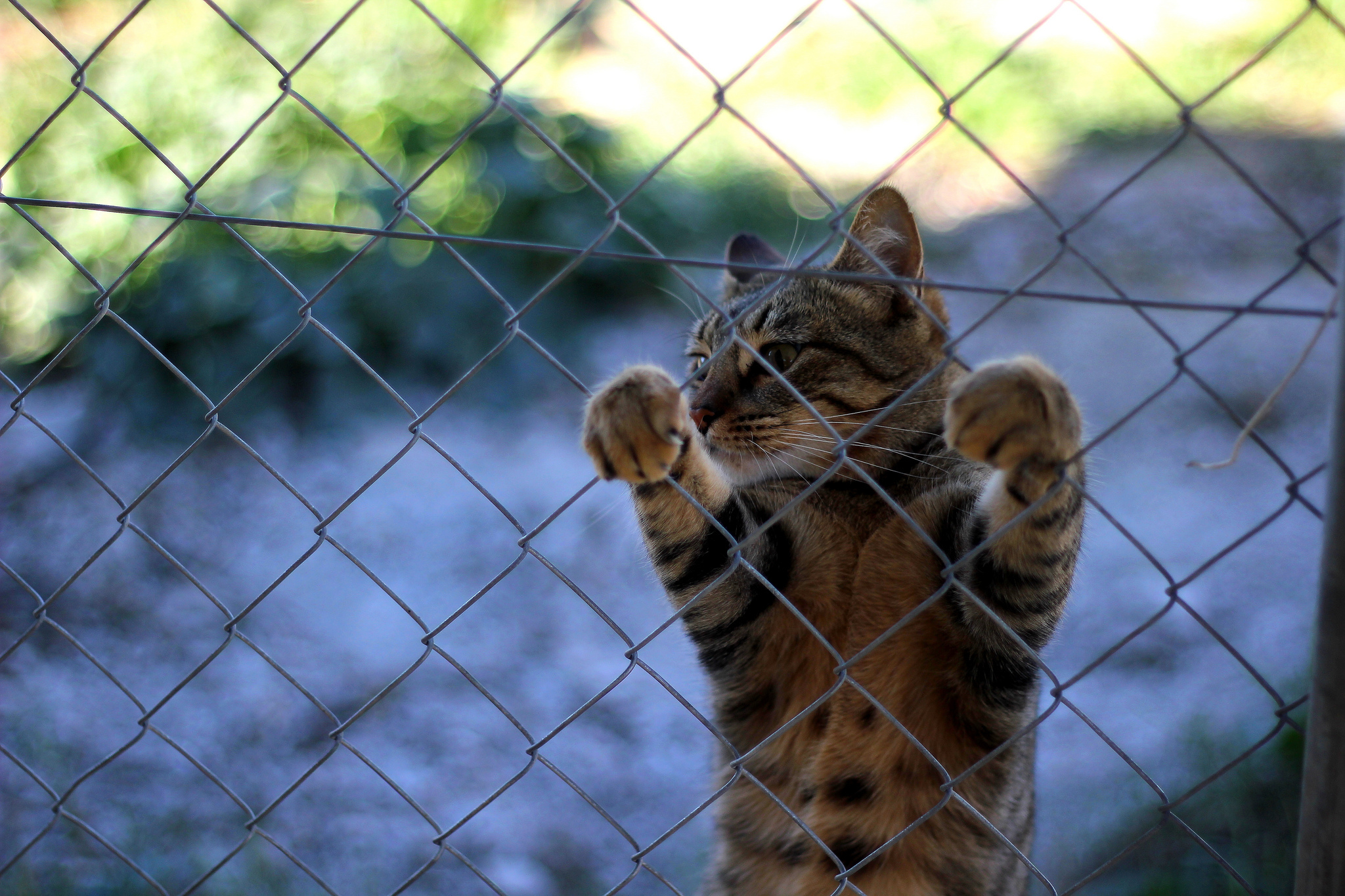 animals, cat, fence, paws, to stand, stand