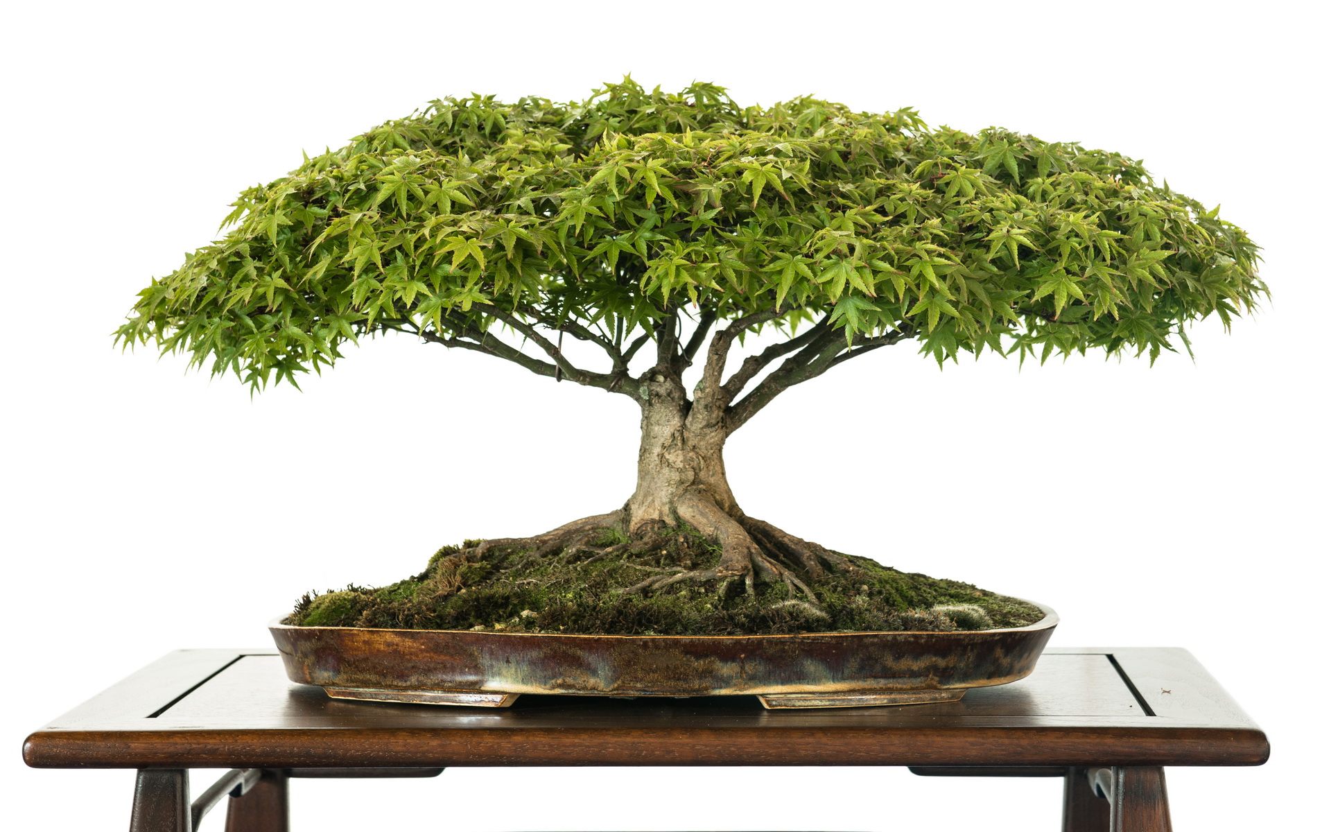 664338 Hintergrundbild herunterladen erde/natur, bonsai - Bildschirmschoner und Bilder kostenlos