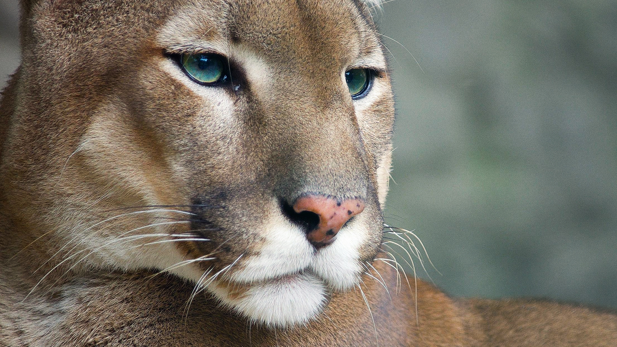 Download mobile wallpaper Animal, Cougar for free.