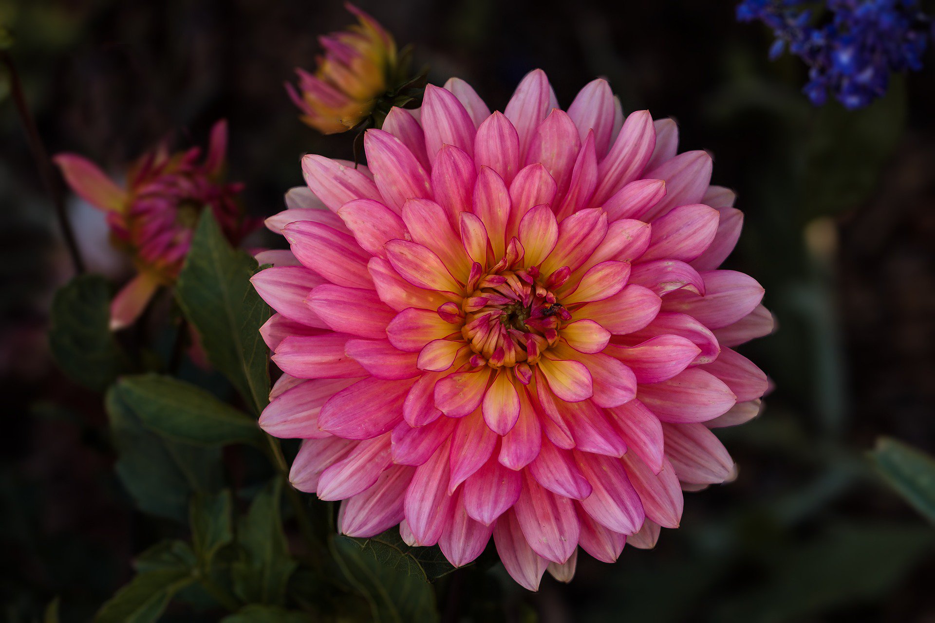 Téléchargez gratuitement l'image Fleurs, Fleur, Dahlia, Terre/nature, Fleur Rose sur le bureau de votre PC