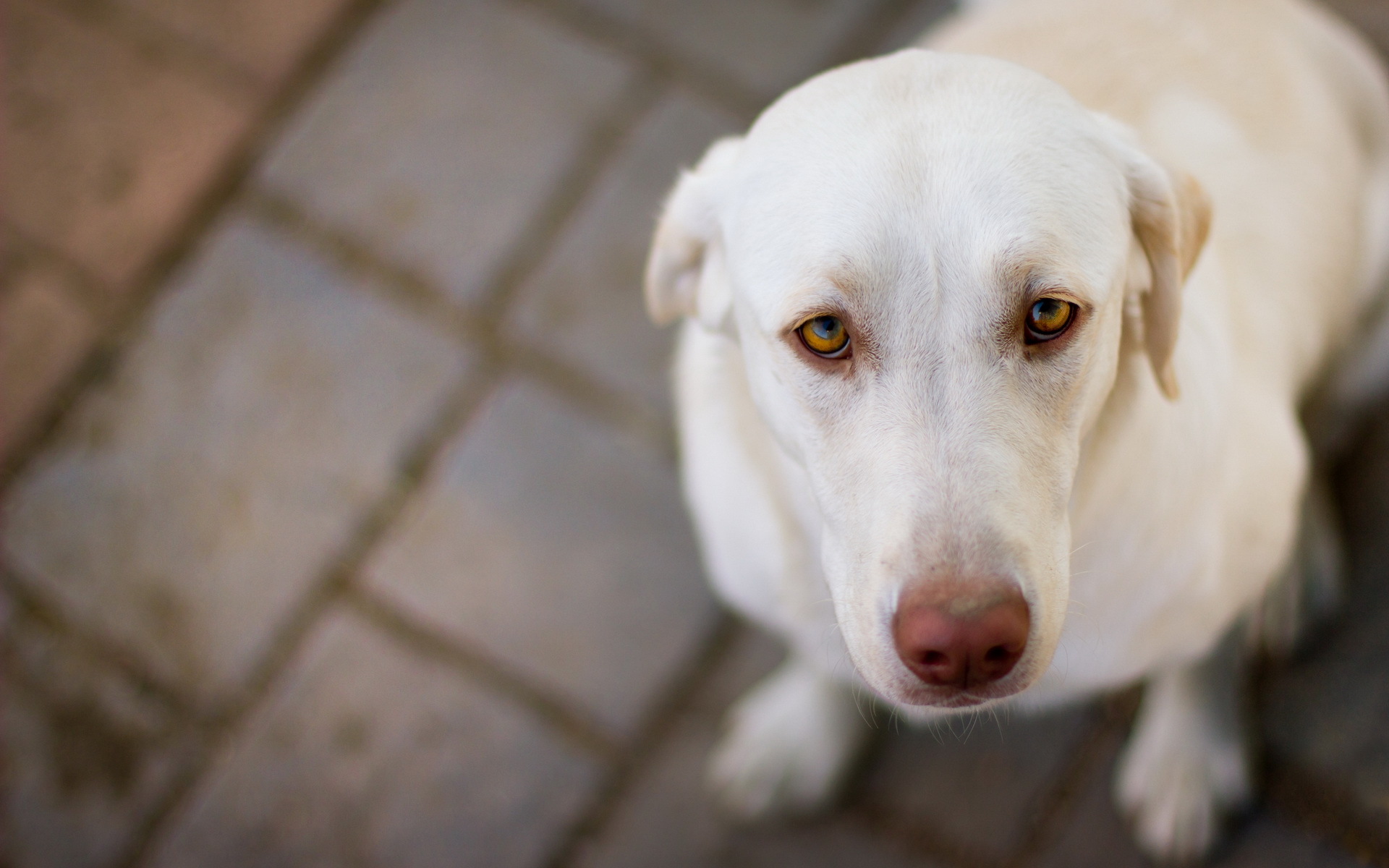 Baixar papel de parede para celular de Cães, Cão, Animais gratuito.