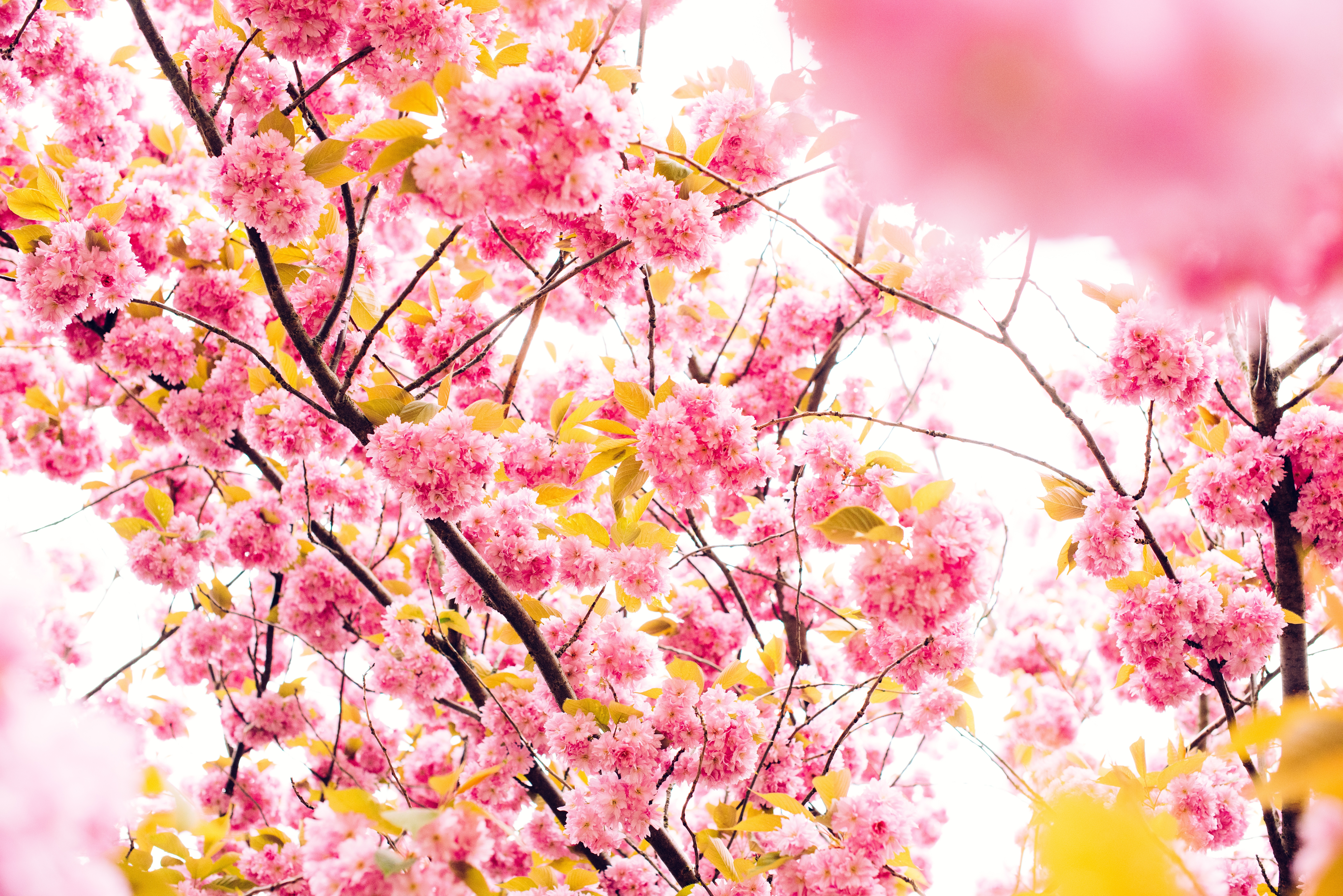 cherry, flowers, wood, tree, bloom, flowering HD wallpaper