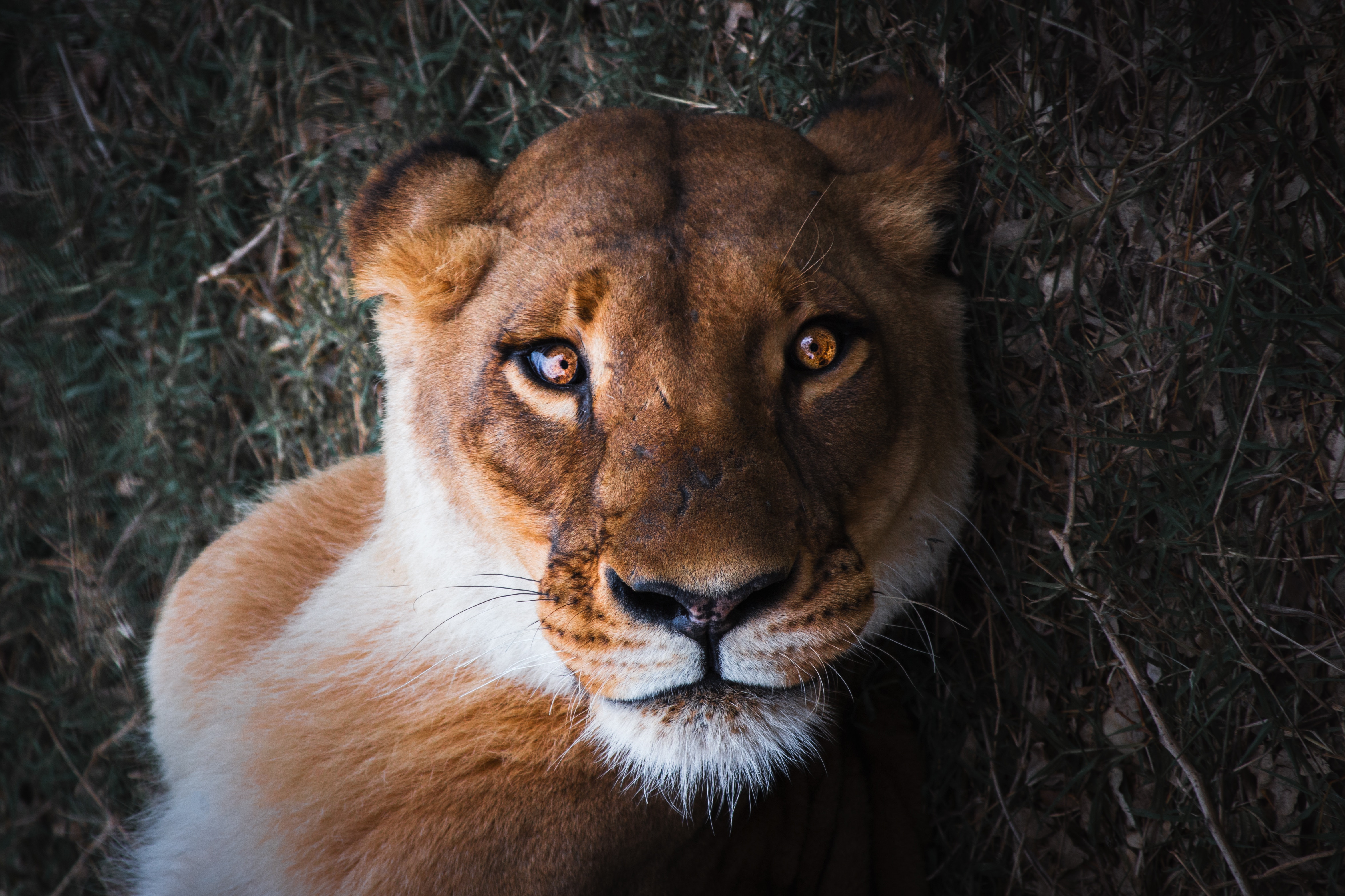 123368 descargar imagen animales, bozal, un leon, león, depredador, visión, opinión, leona, encantador, glamuroso: fondos de pantalla y protectores de pantalla gratis