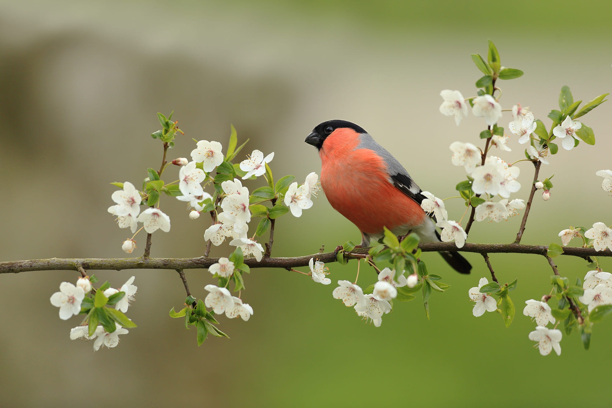 469557 descargar imagen animales, piñonero, ave, florecer, flor, aves: fondos de pantalla y protectores de pantalla gratis