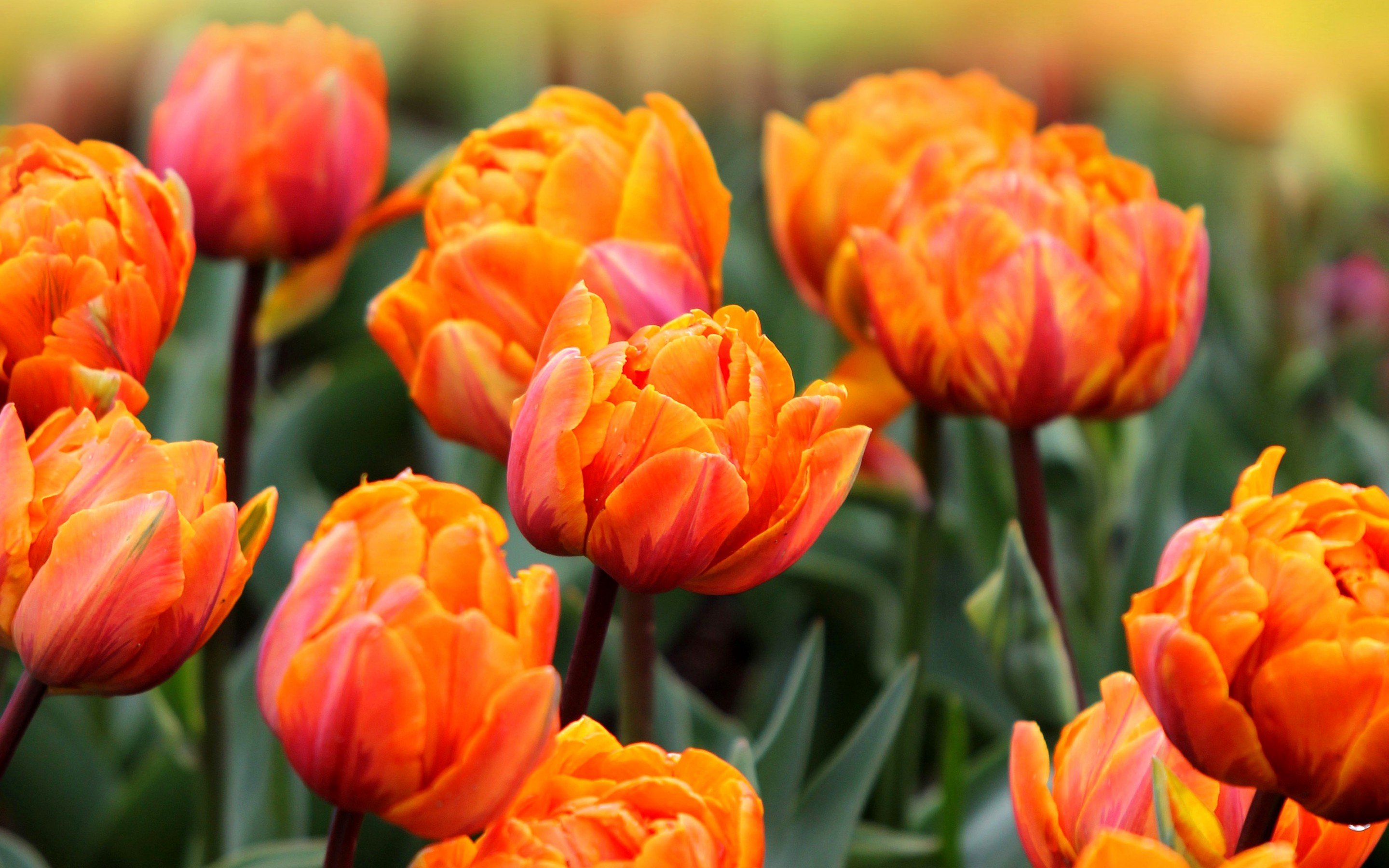 Téléchargez gratuitement l'image Fleurs, Tulipe, Terre/nature sur le bureau de votre PC