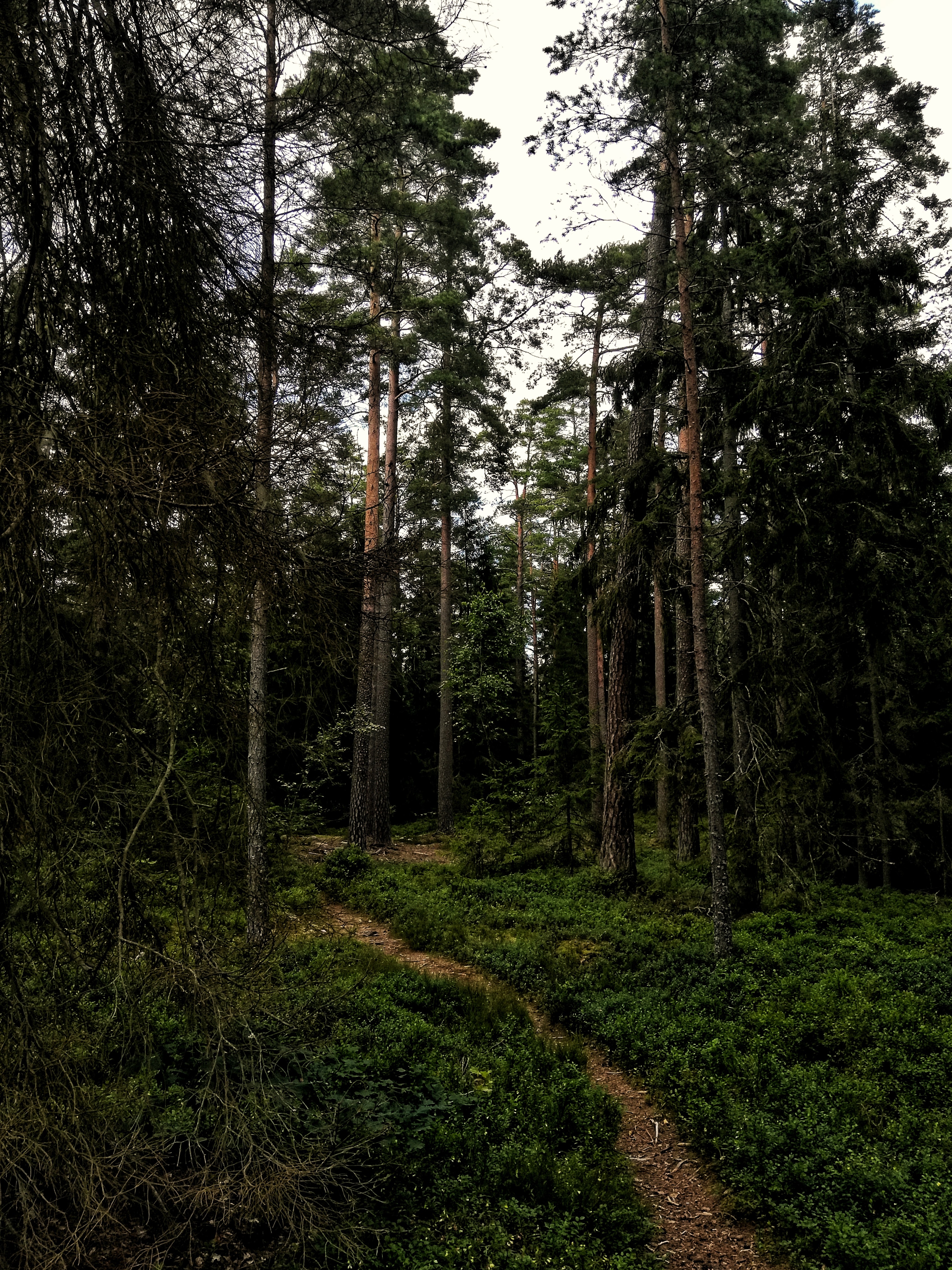 Download mobile wallpaper Grass, Branches, Forest, Trees, Path, Nature for free.