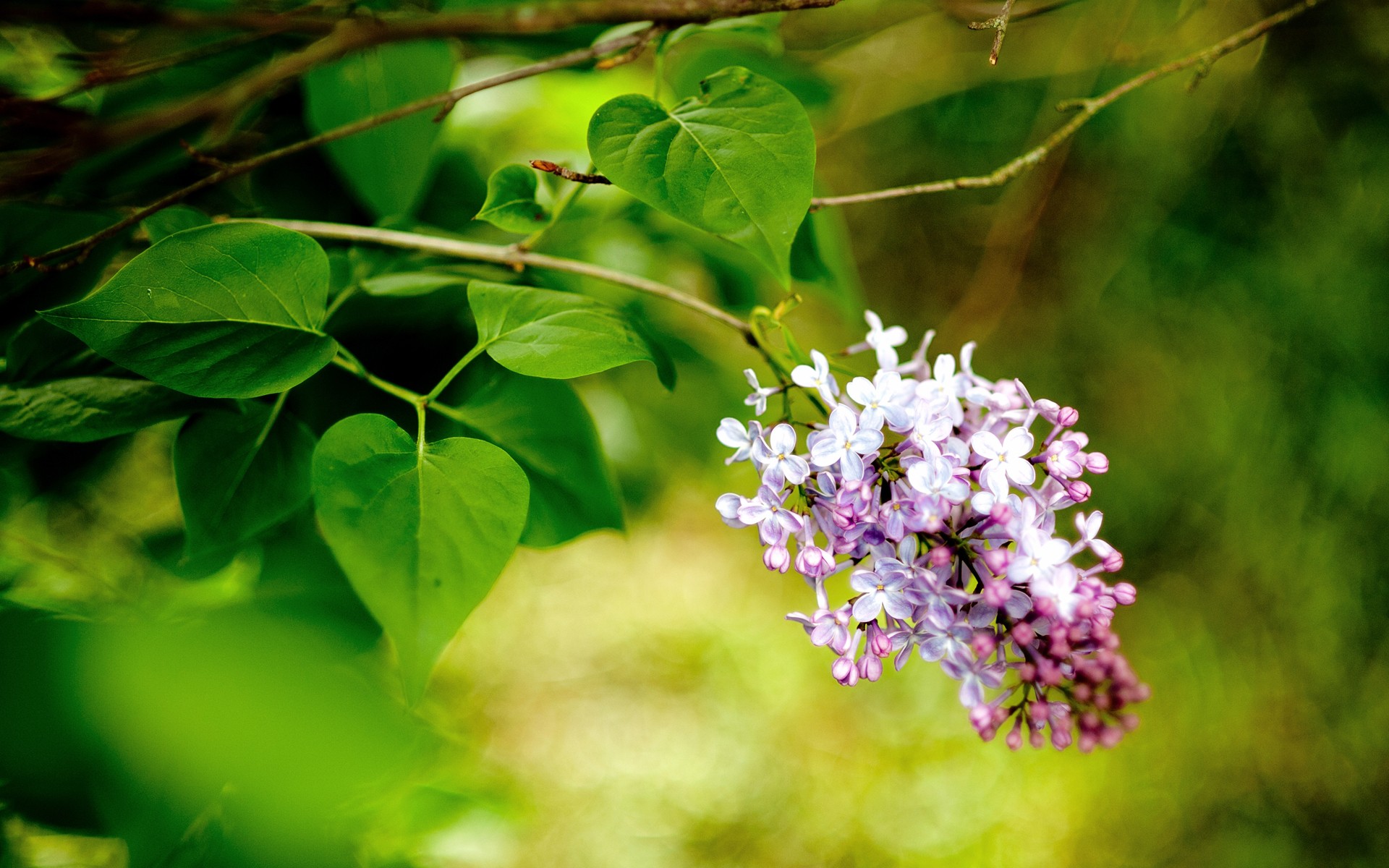 Descarga gratuita de fondo de pantalla para móvil de Flores, Flor, Tierra/naturaleza.