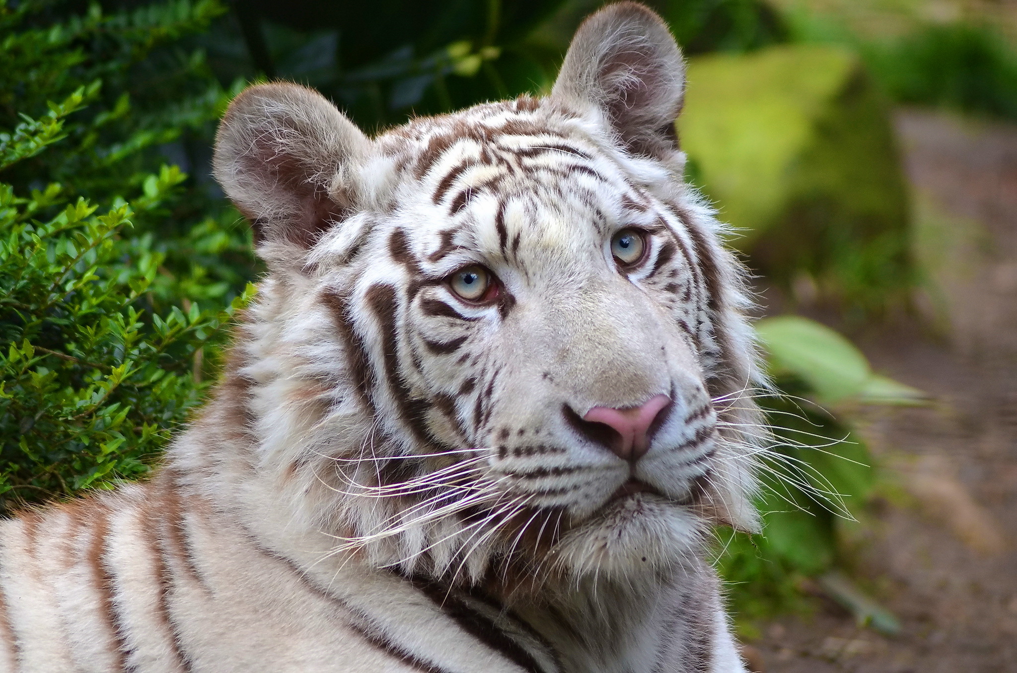 Baixe gratuitamente a imagem Animais, Gatos, Tigre Branco na área de trabalho do seu PC