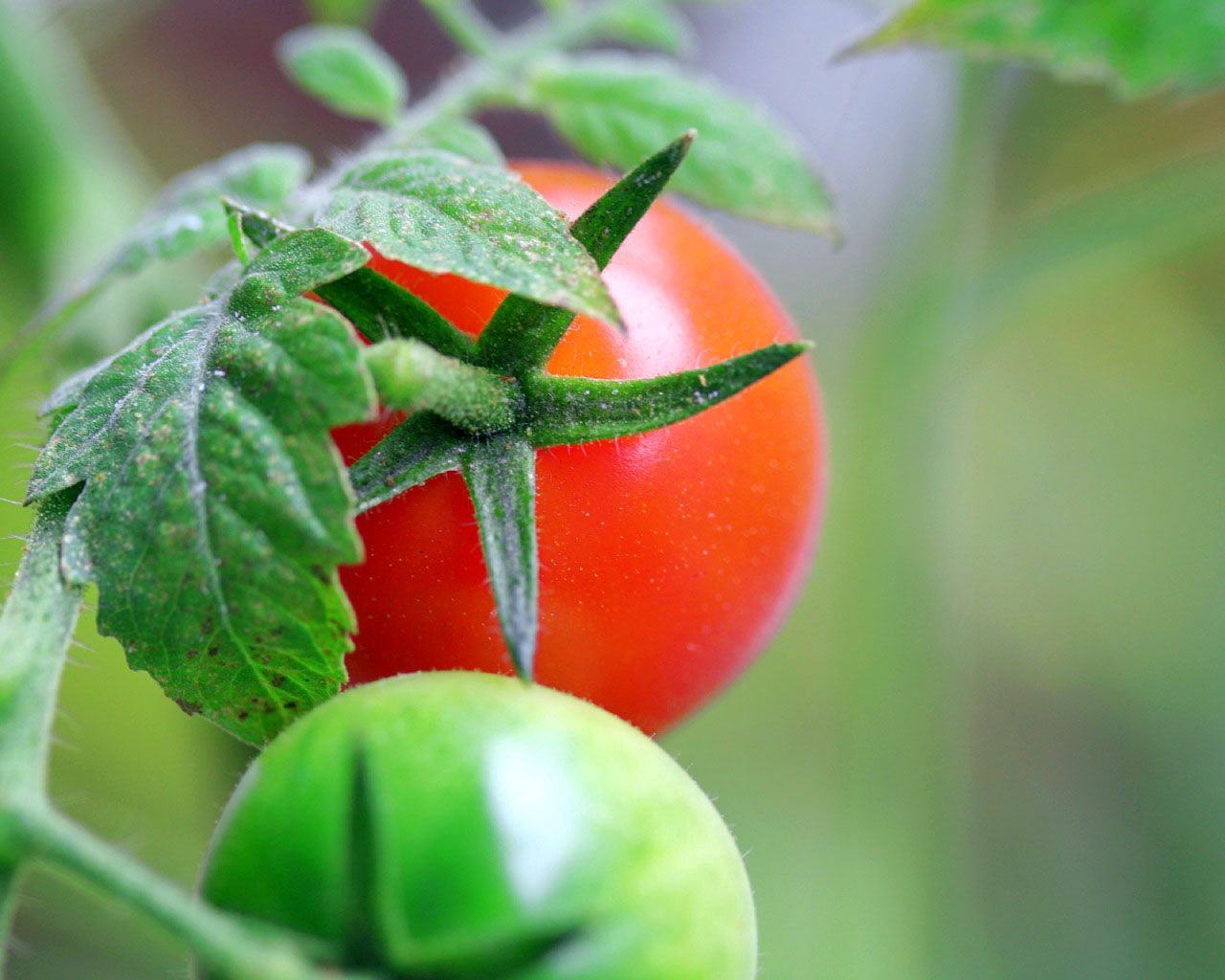 tomatoes, food, grass, branch Full HD