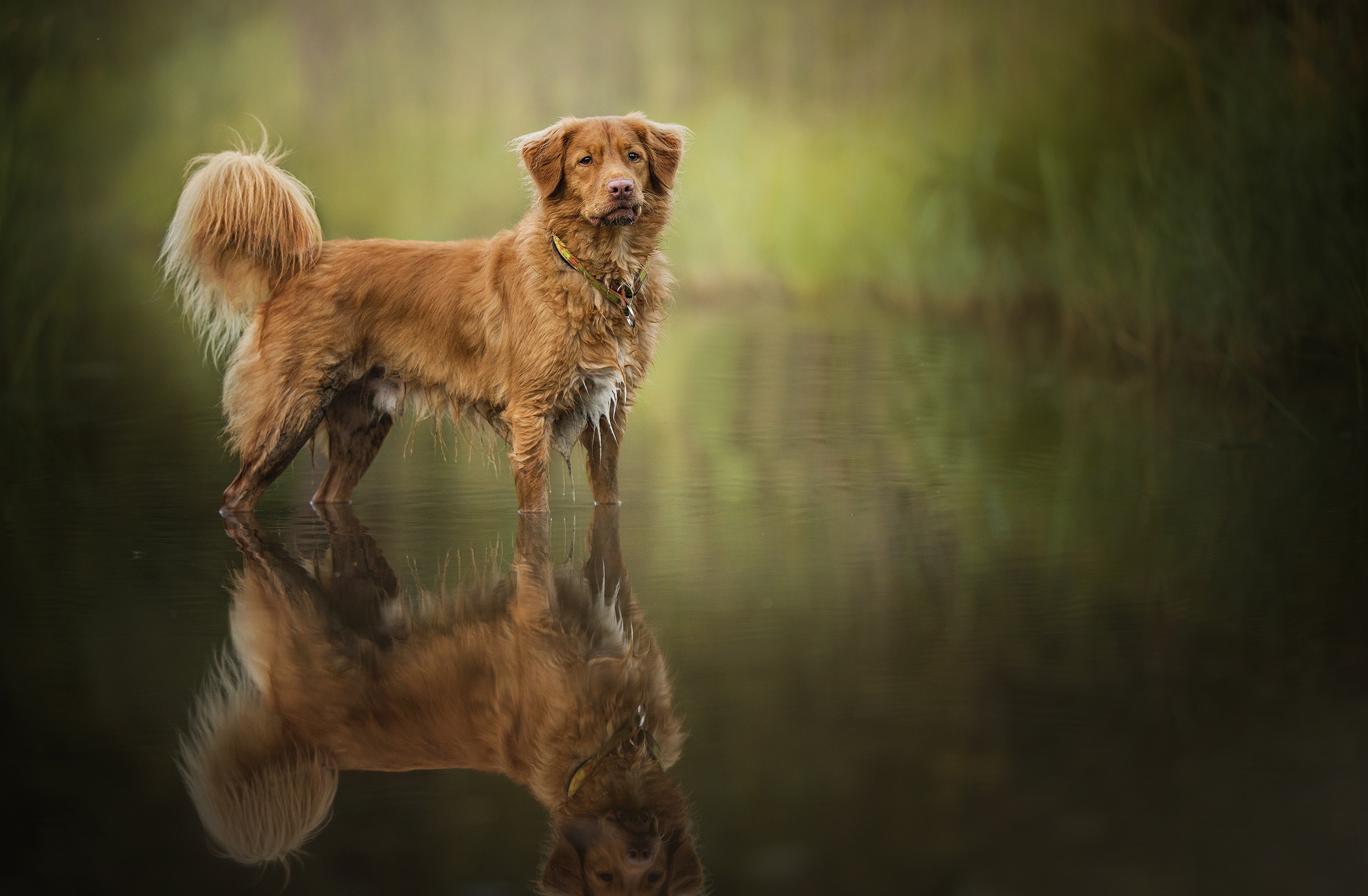 421553 скачать картинку животные, новошотландский утиный ретривер, собака, отражение, вода, собаки - обои и заставки бесплатно